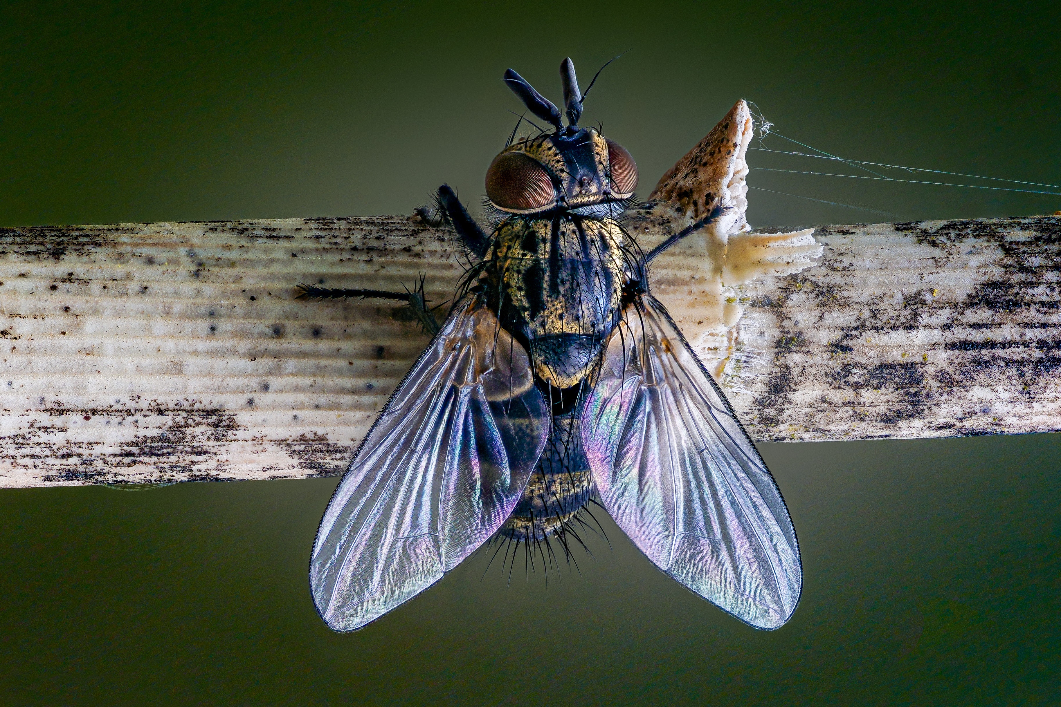 Tachinid fly resting on a branch HD Wallpaper