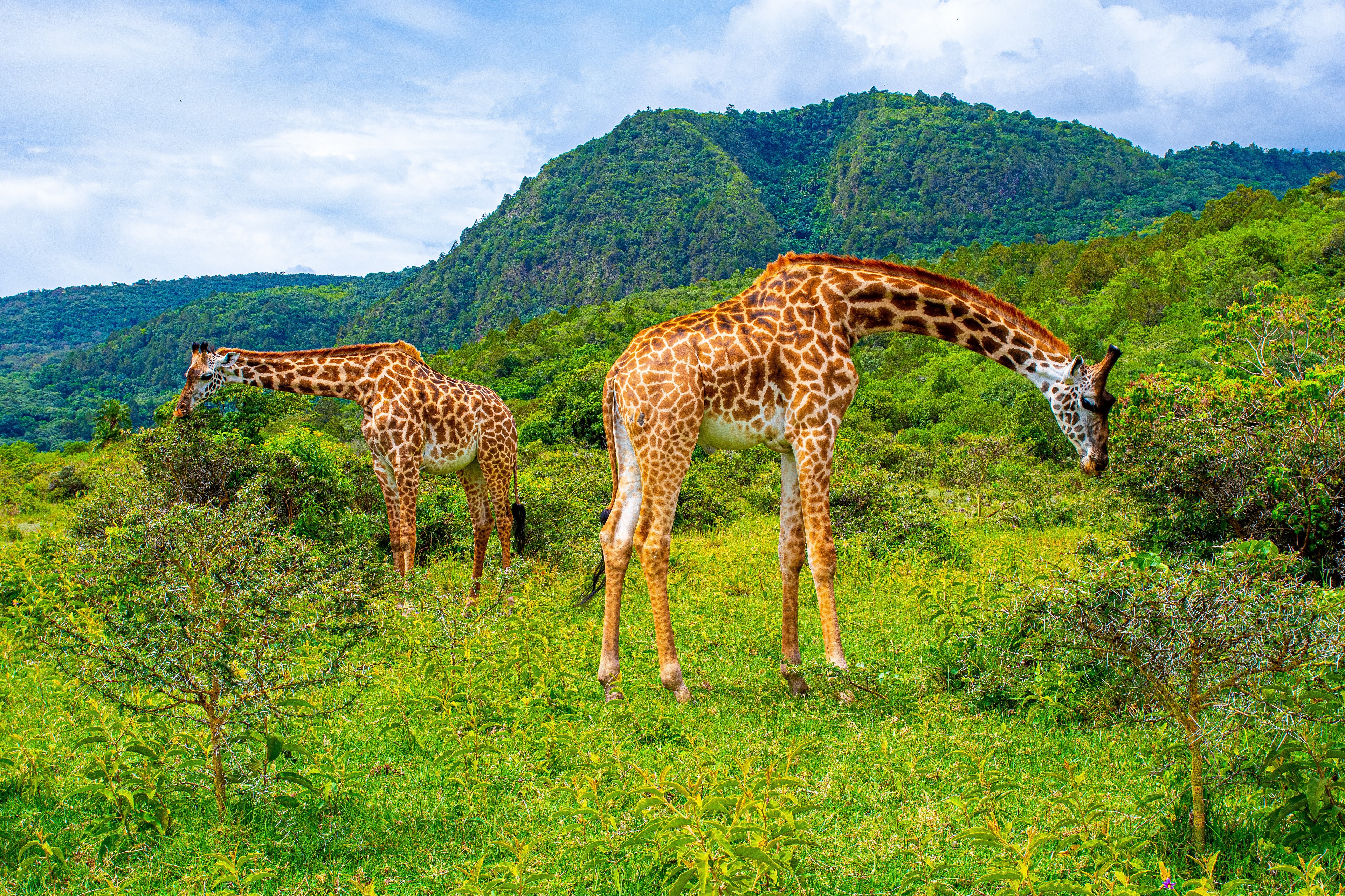 Two Giraffes in Arusha National Park, Africa HD Wallpaper
