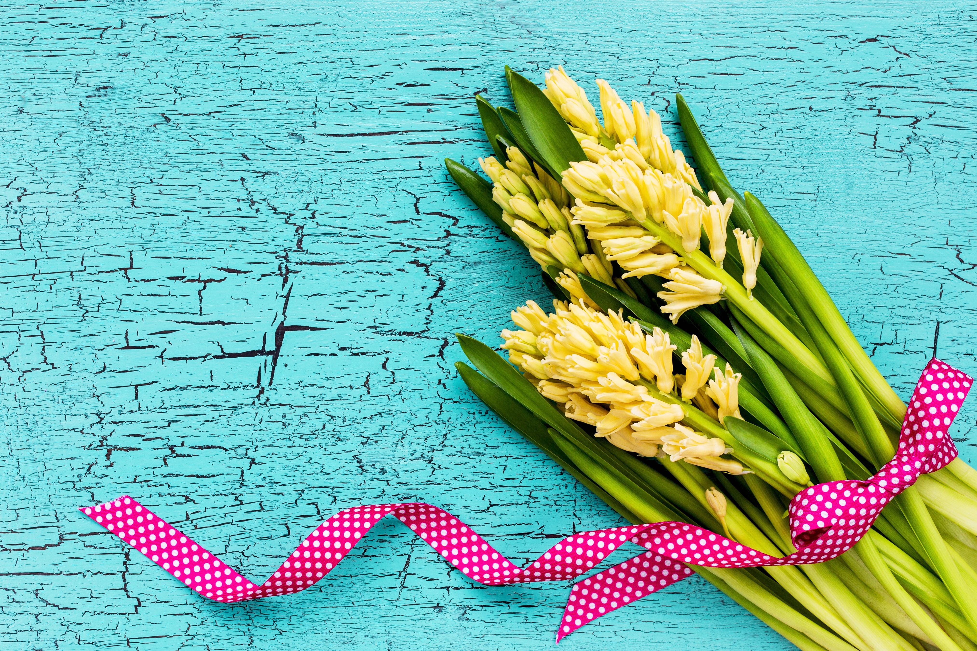 Yellow Hyacinths with Pink Polka Dot Ribbon on Turquoise Wood HD Wallpaper