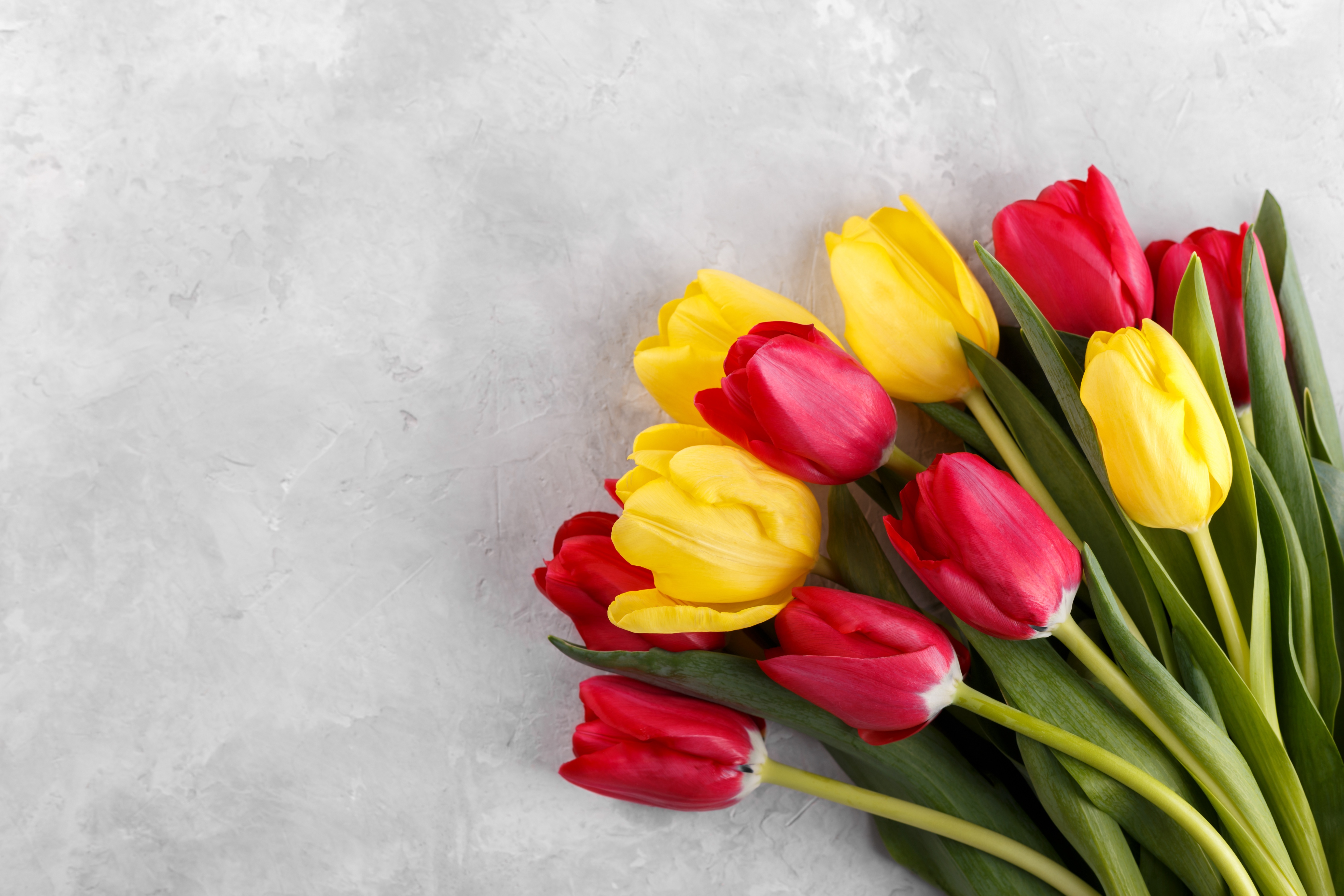 Red and Yellow Tulips Bouquet on Gray Background HD Wallpaper
