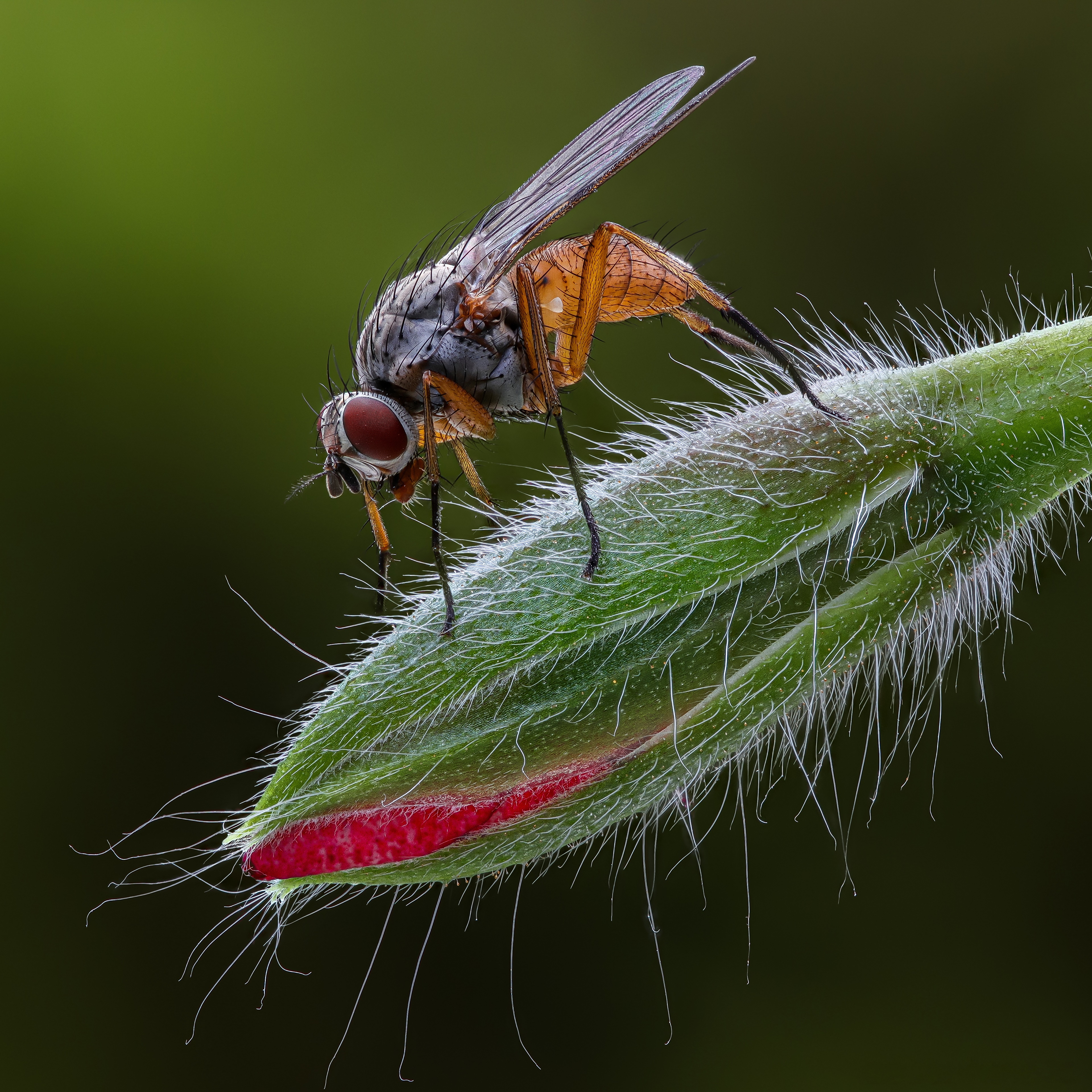 4K Mycophaga testacea fly on flower bud HD Wallpaper