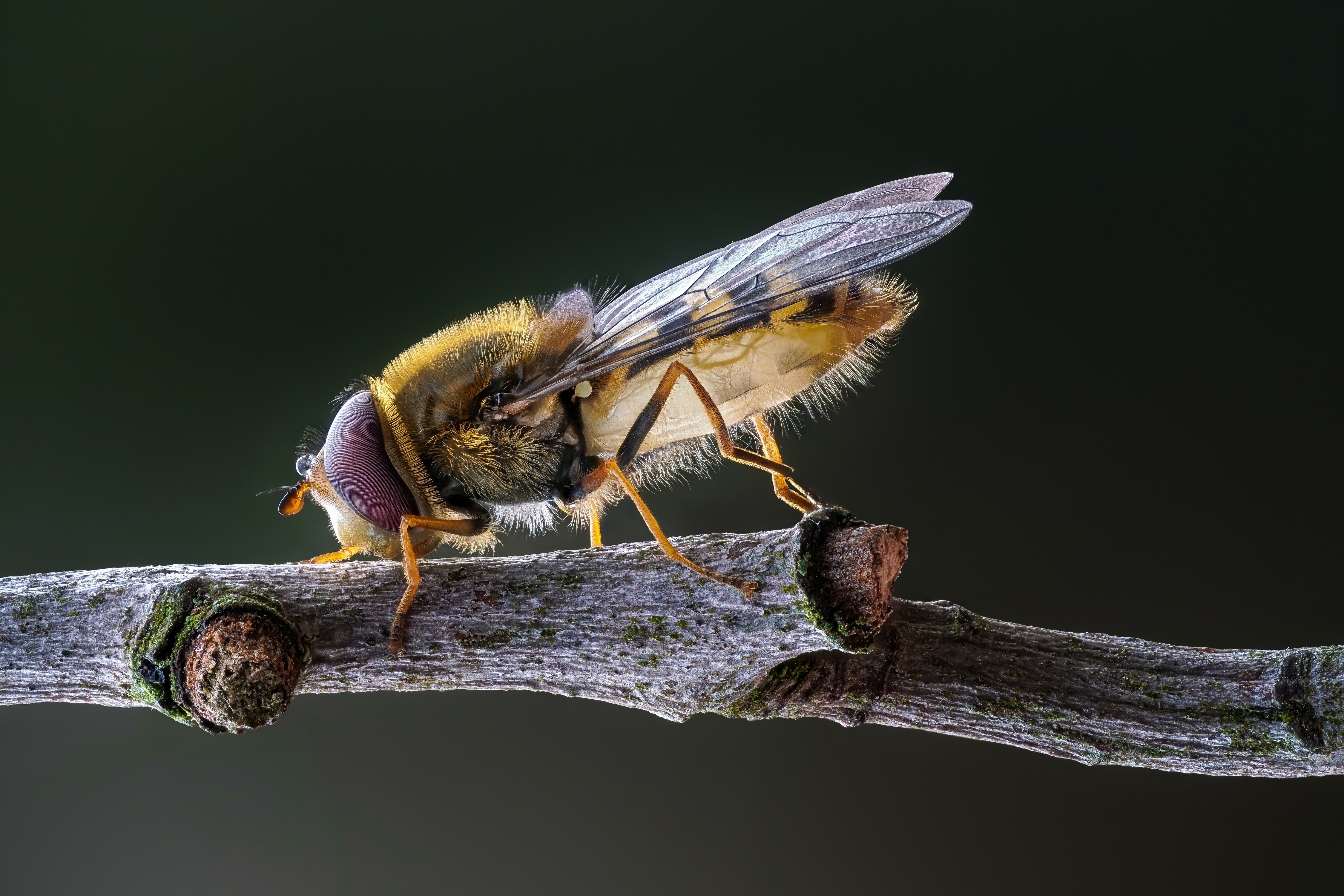 4K Syrphid Fly on a Branch HD Wallpaper