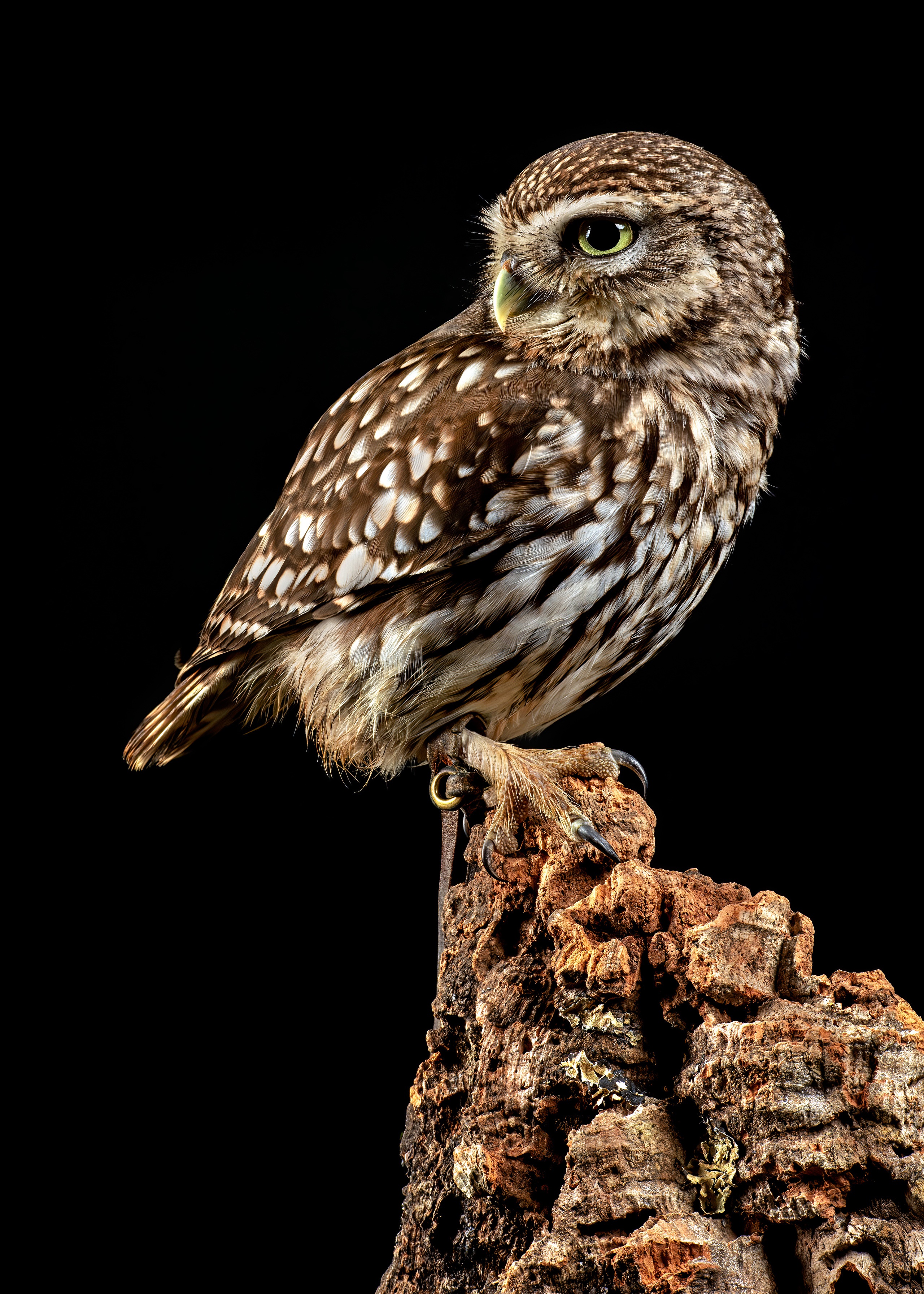 Little owl perched on a textured log against a black background HD Phone Wallpaper