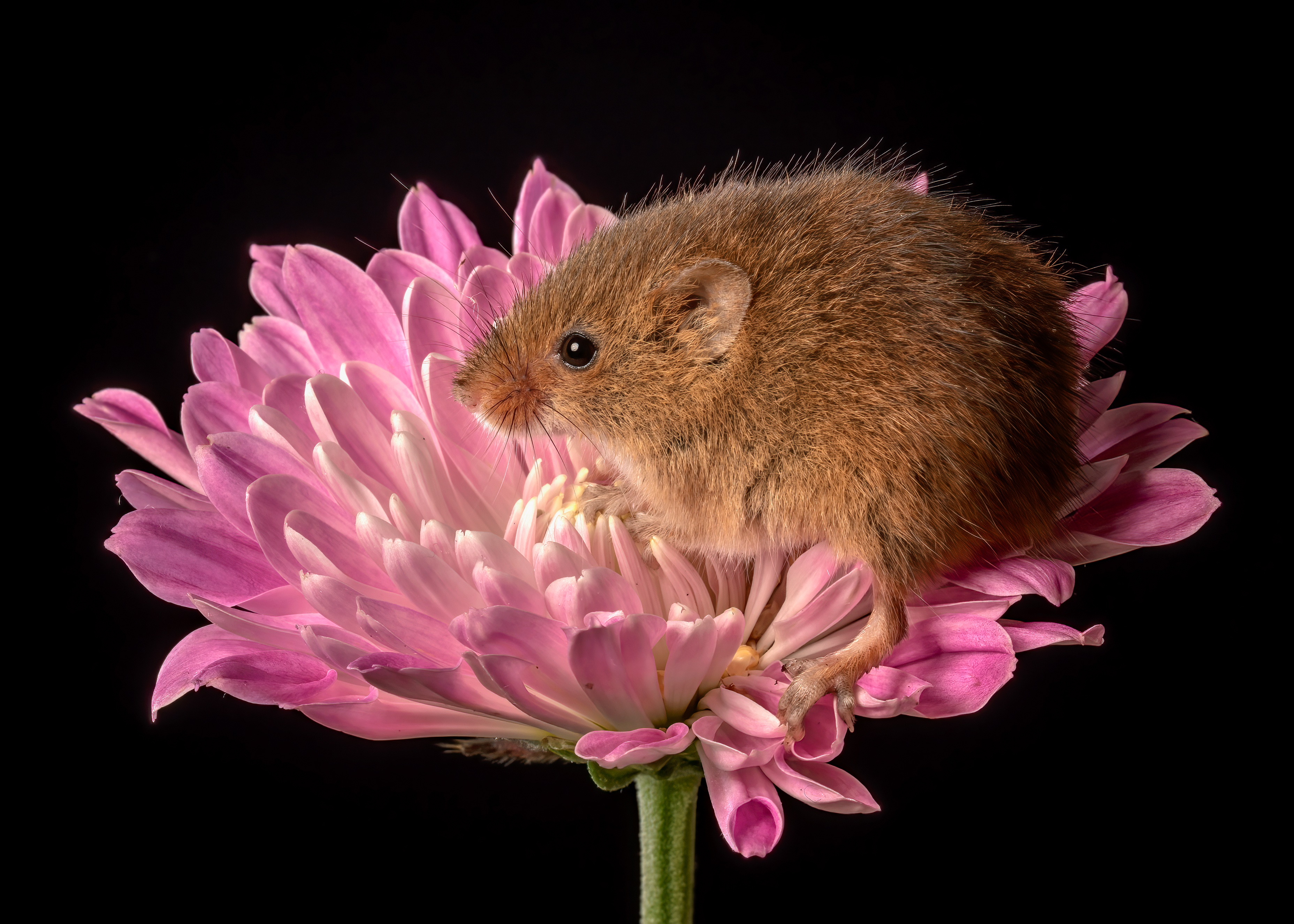 Harvest mouse on a pink chrysanthemum HD Wallpaper
