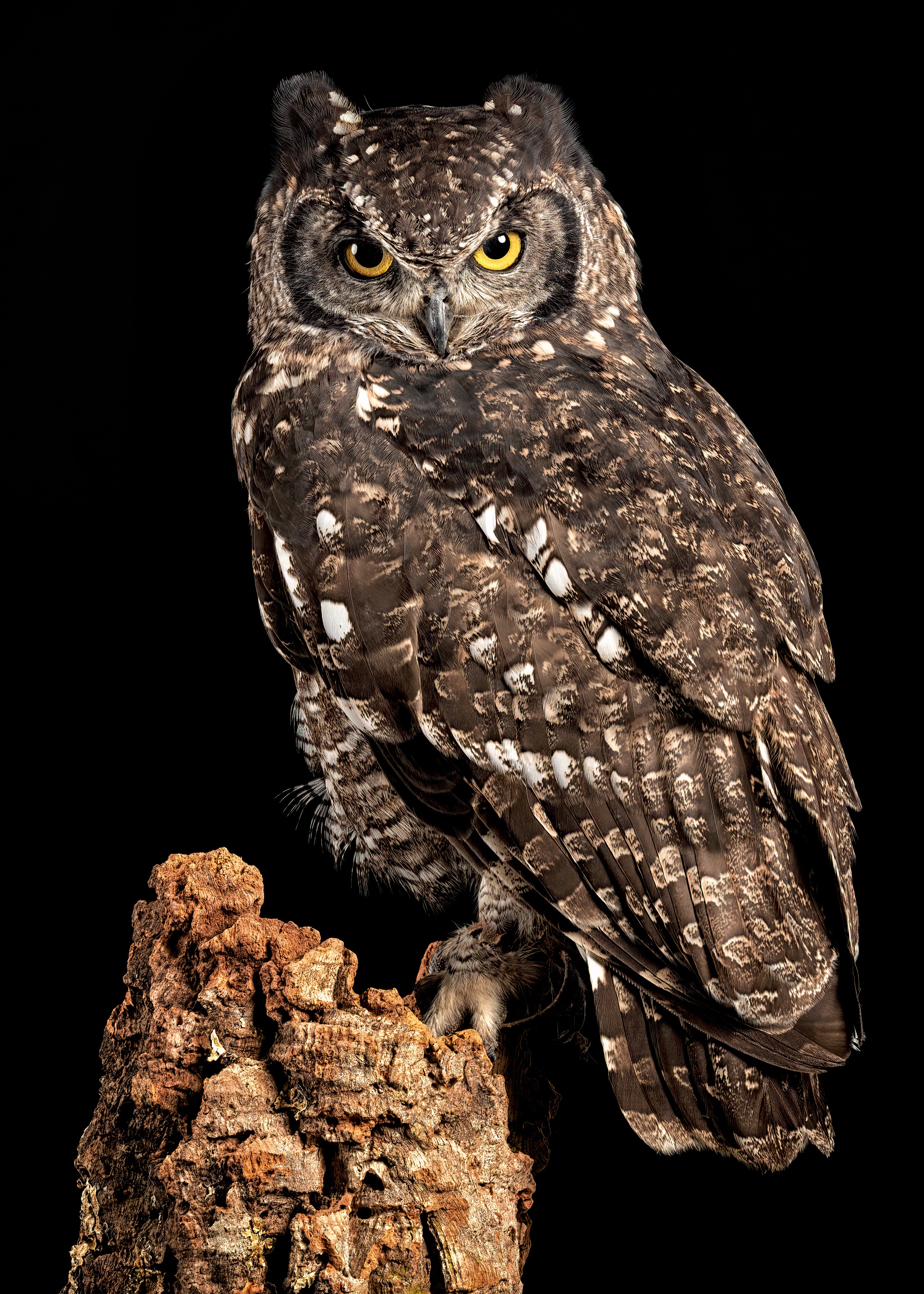 African Spotted Eagle Owl perched on a log HD Phone Wallpaper
