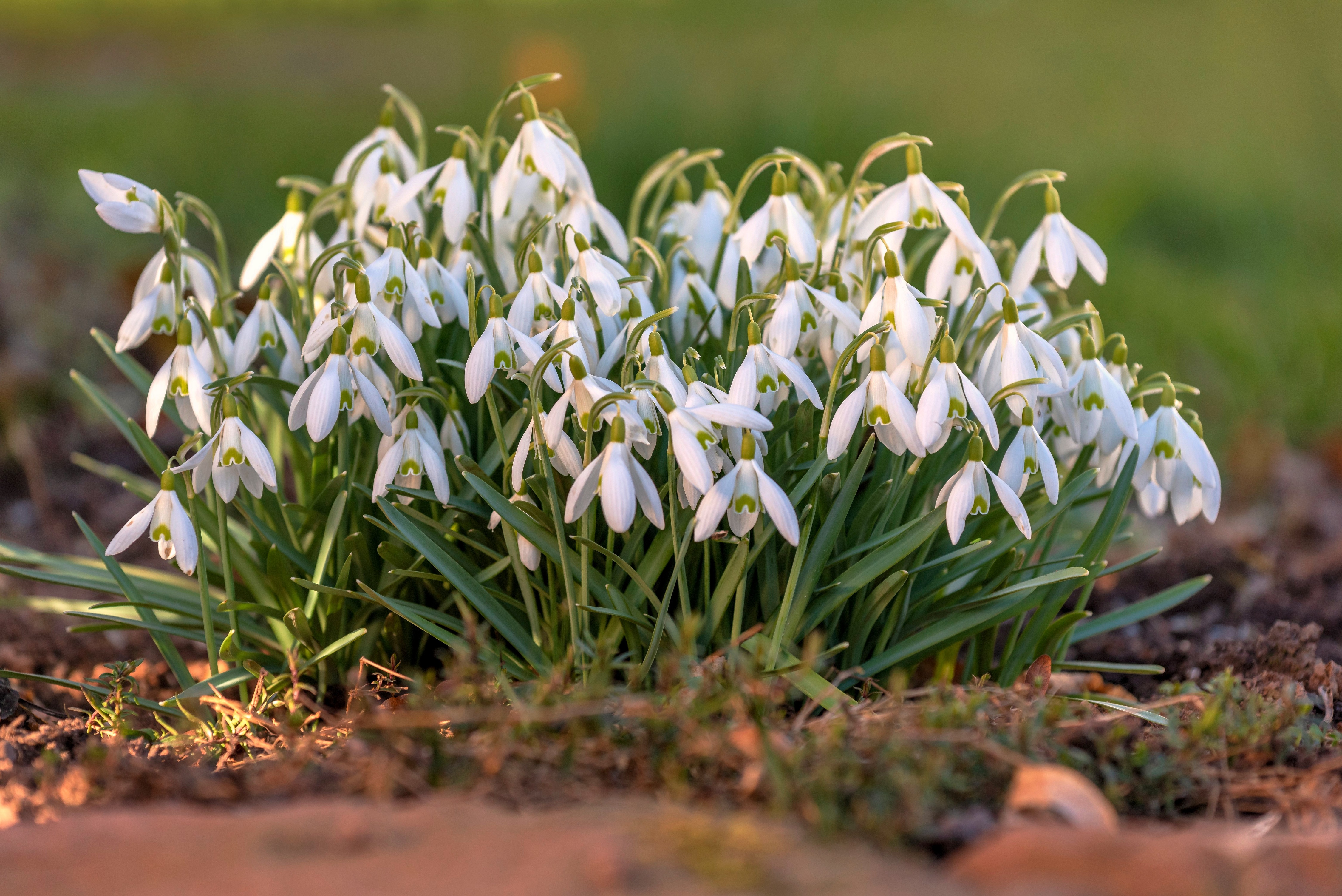 4K Snowdrops in a Garden HD Wallpaper