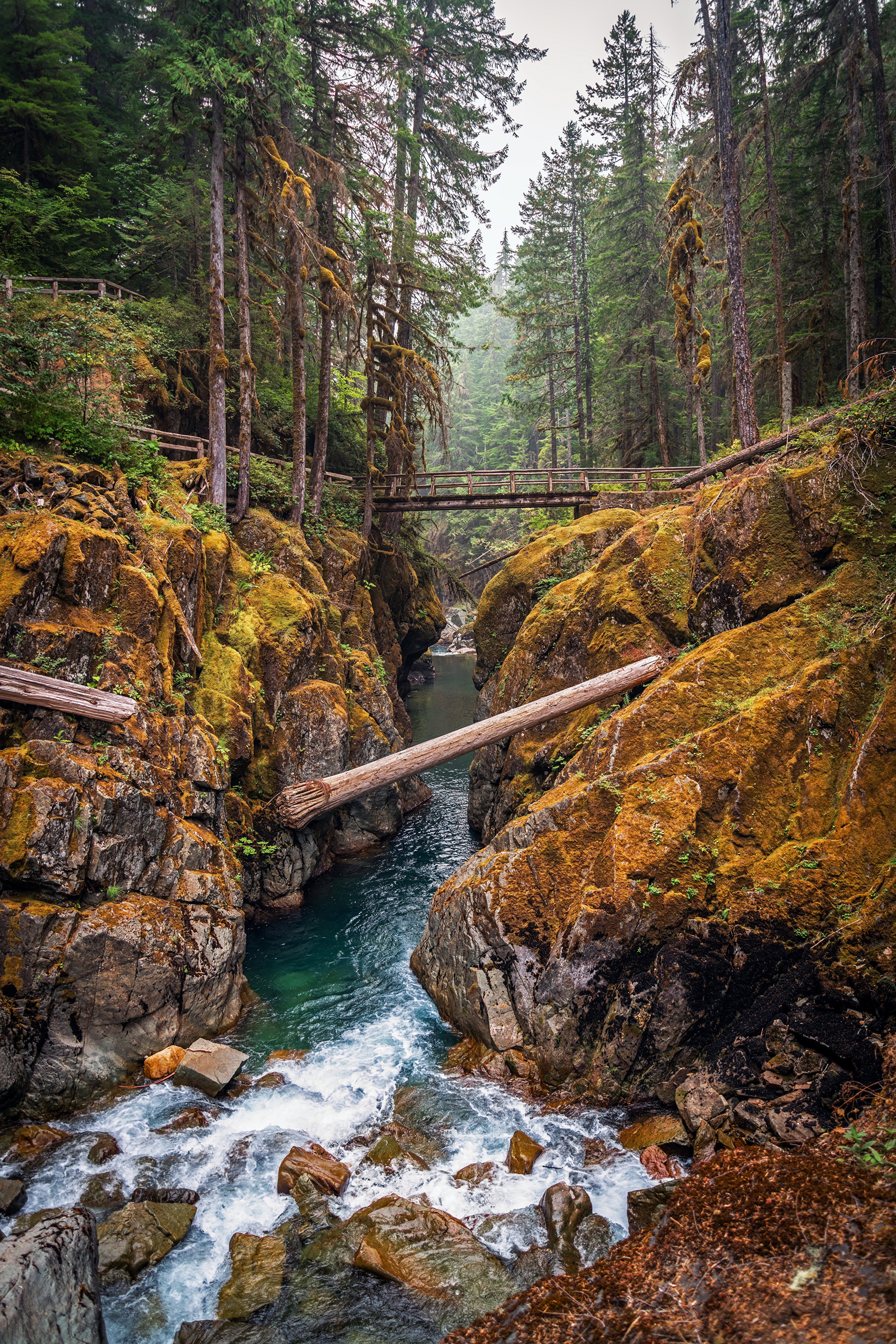 Wooden bridges over a gorge with a river in Mount Rainier National Park HD Phone Wallpaper
