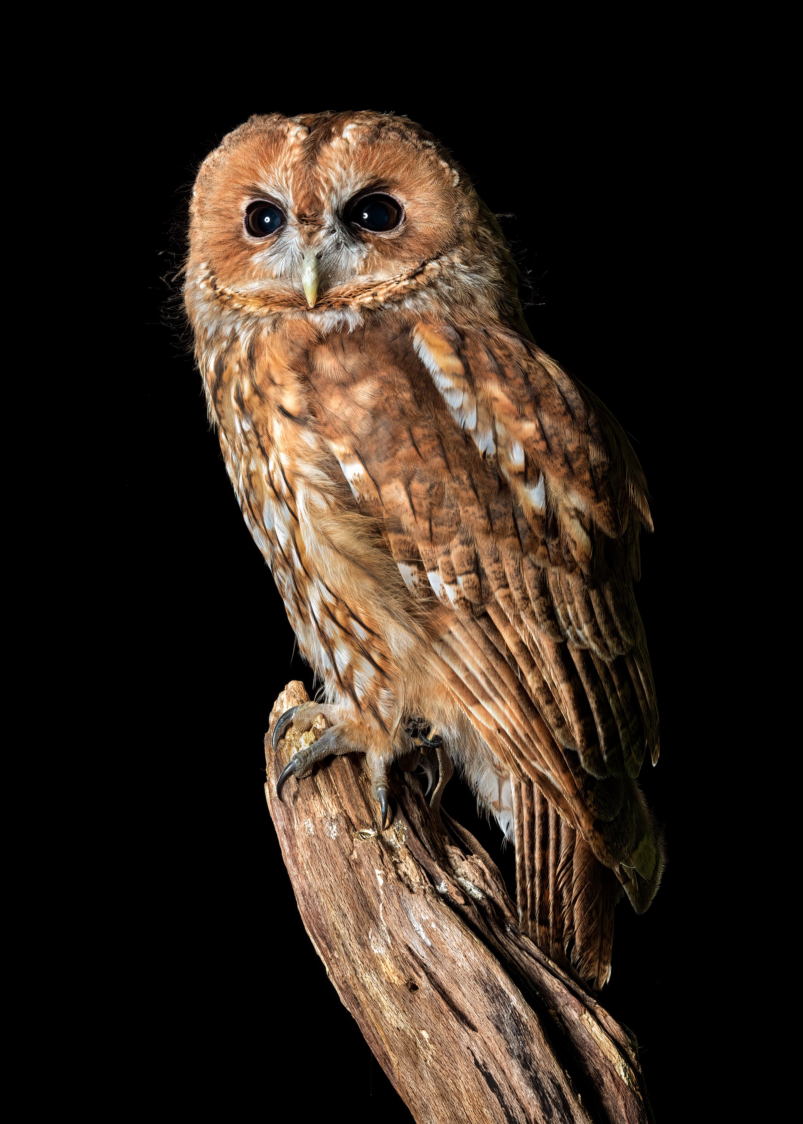 Tawny owl perched on a branch against black background HD Phone Wallpaper