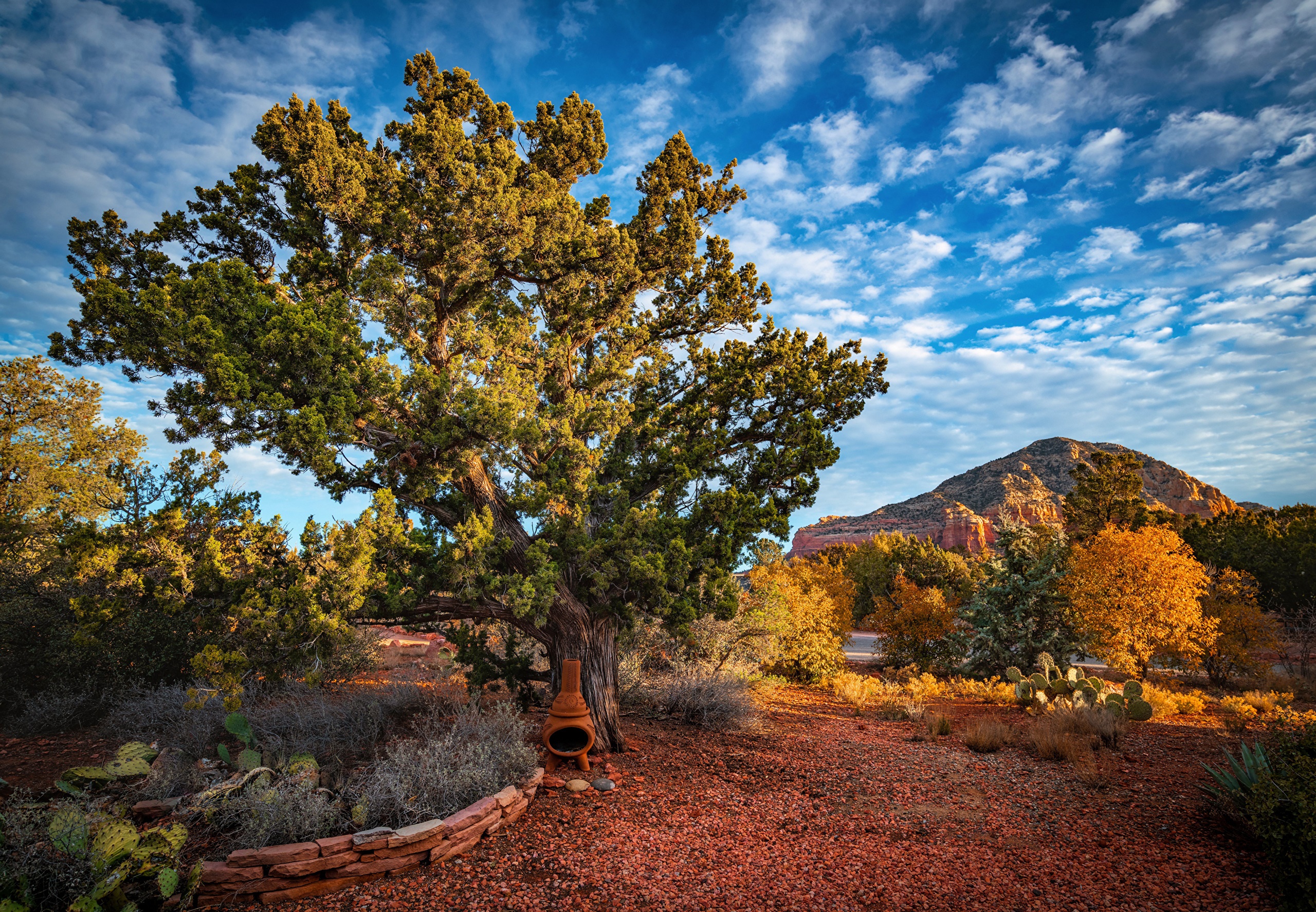 Juniper tree and red rock mountains in Sedona, Arizona HD Wallpaper