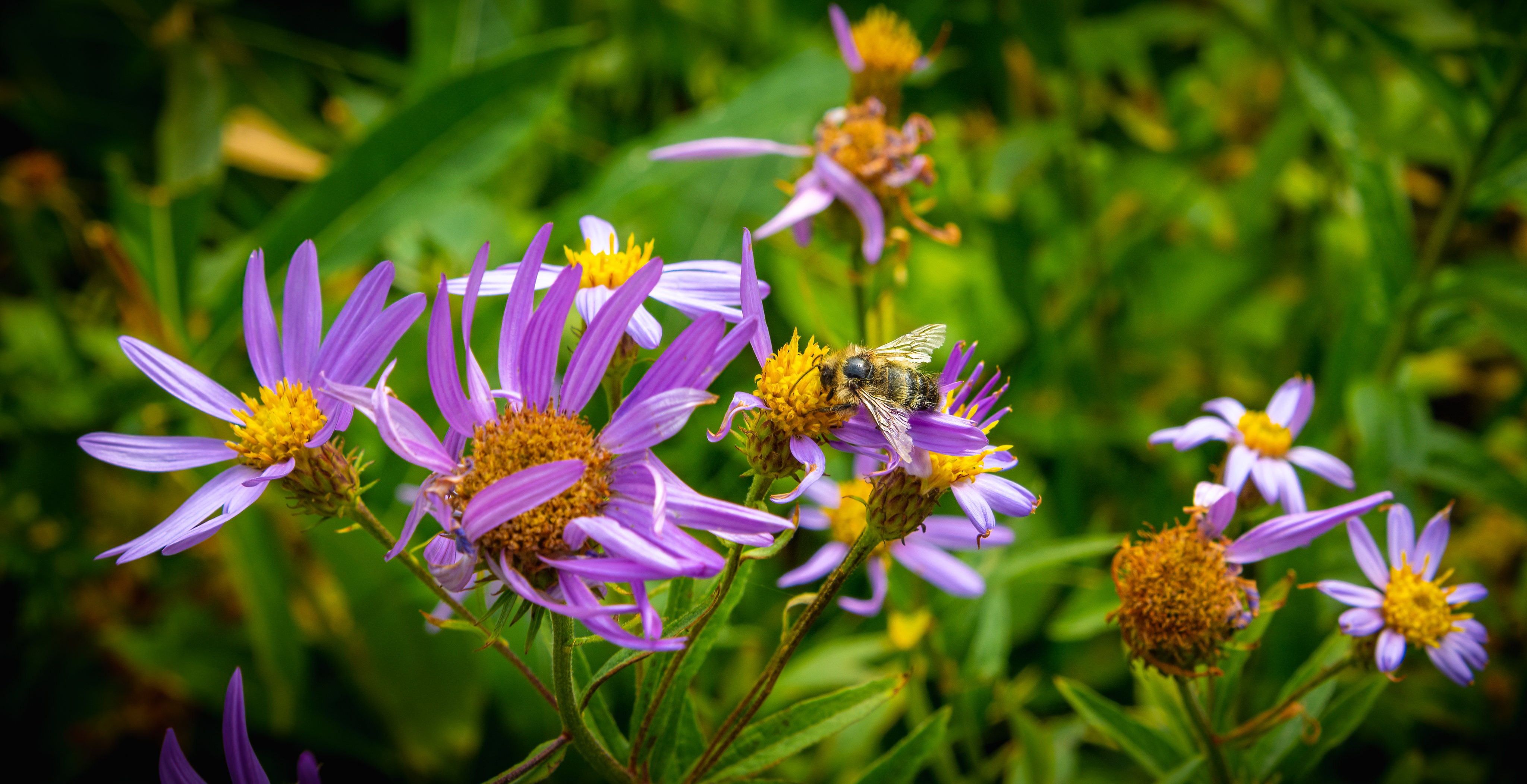 Bee on purple Asters with Bokeh HD Wallpaper