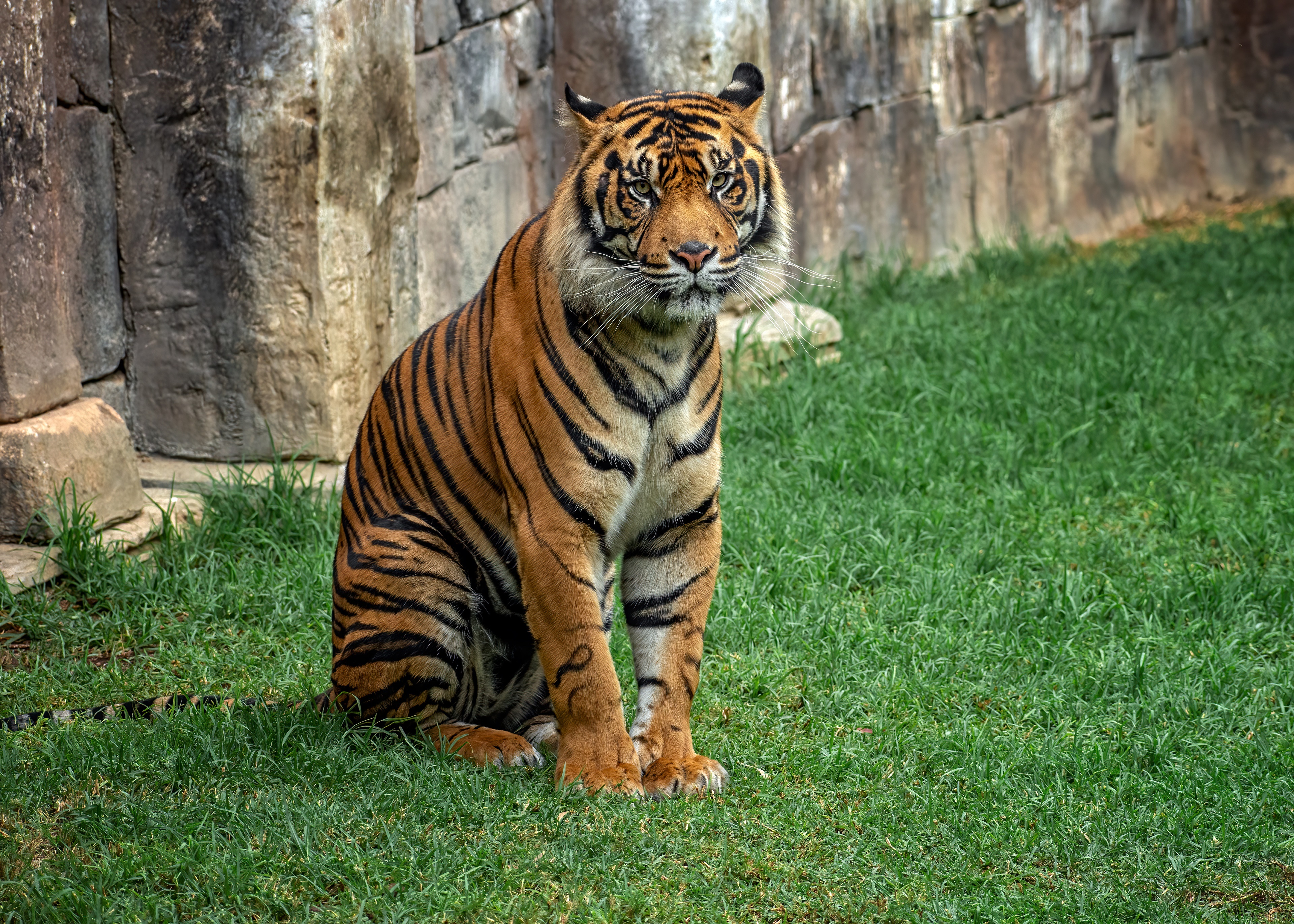 Tiger sitting on grass HD Wallpaper