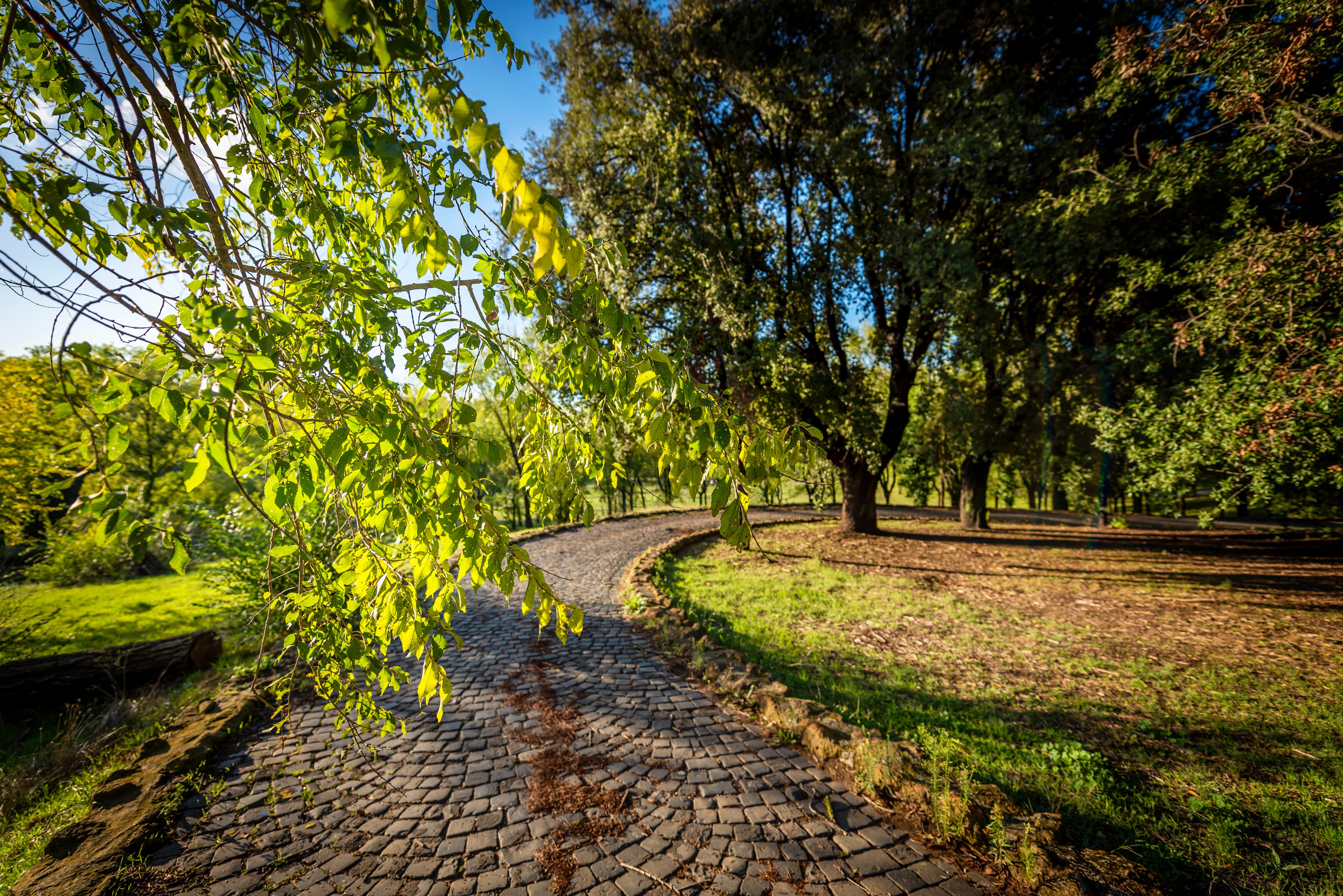 Park path with trees and branches in Villa Pamphili, Italy HD Wallpaper