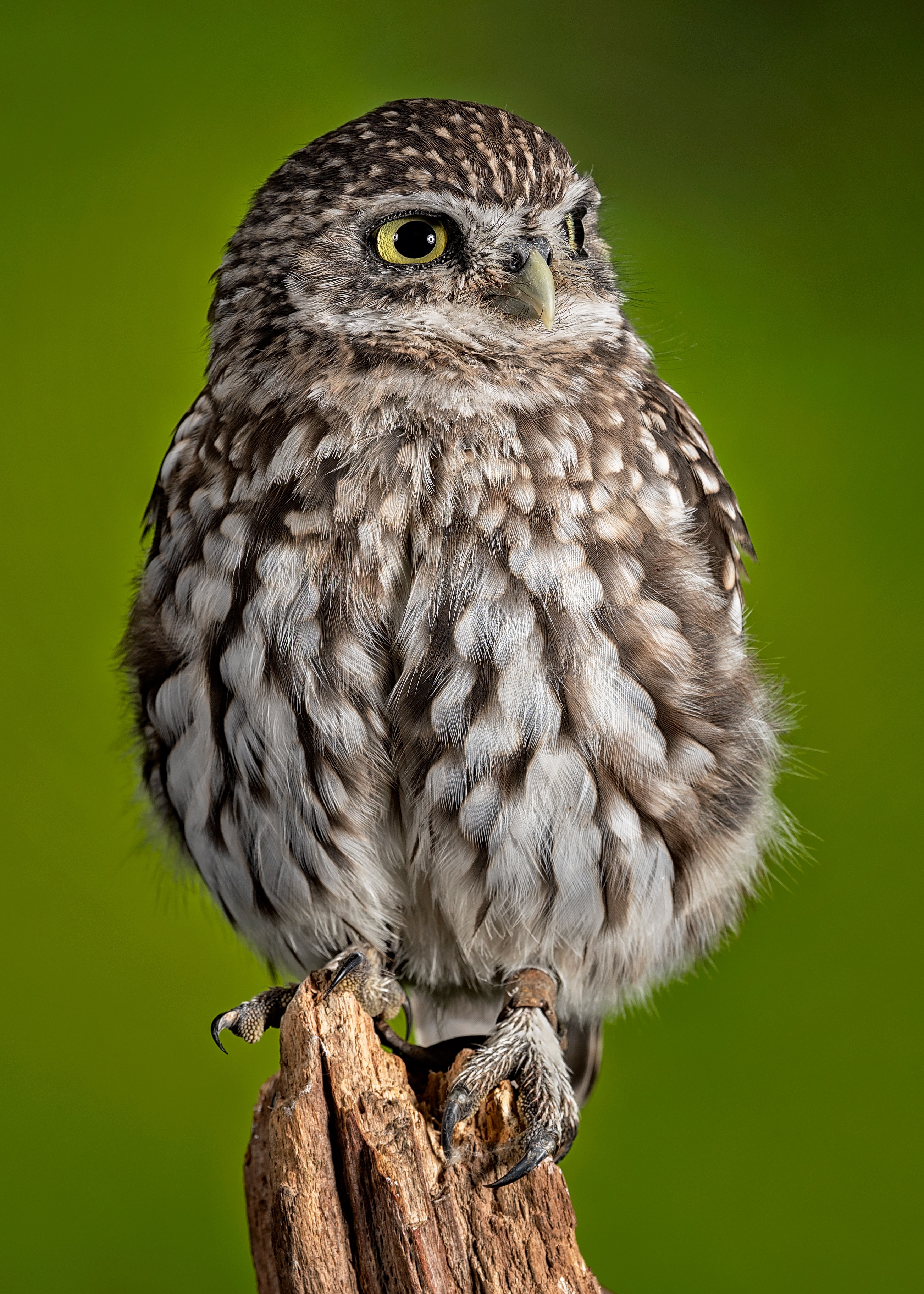 Little owl perched on a wooden branch HD Phone Wallpaper