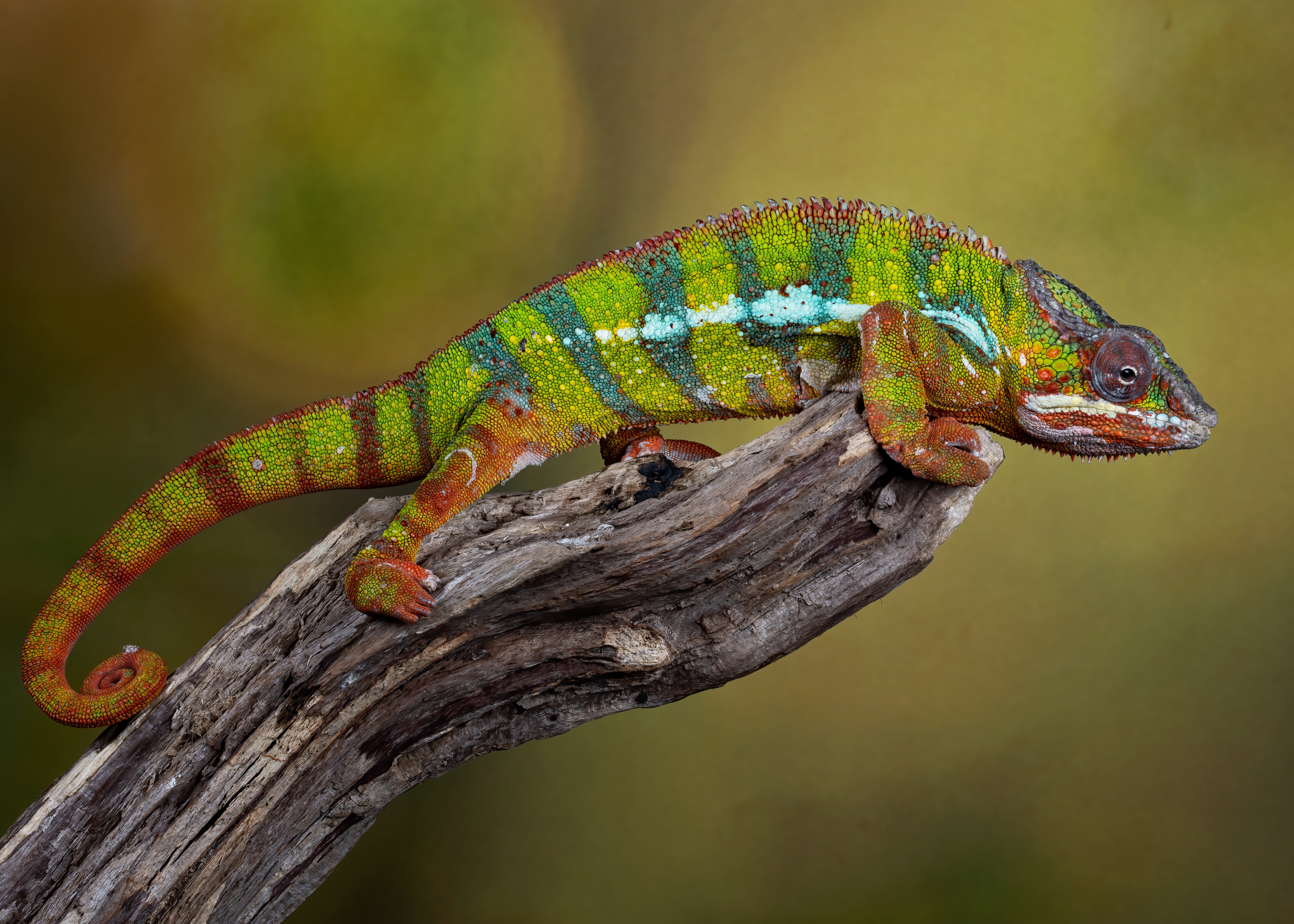 Panther Chameleon on a Branch HD Wallpaper