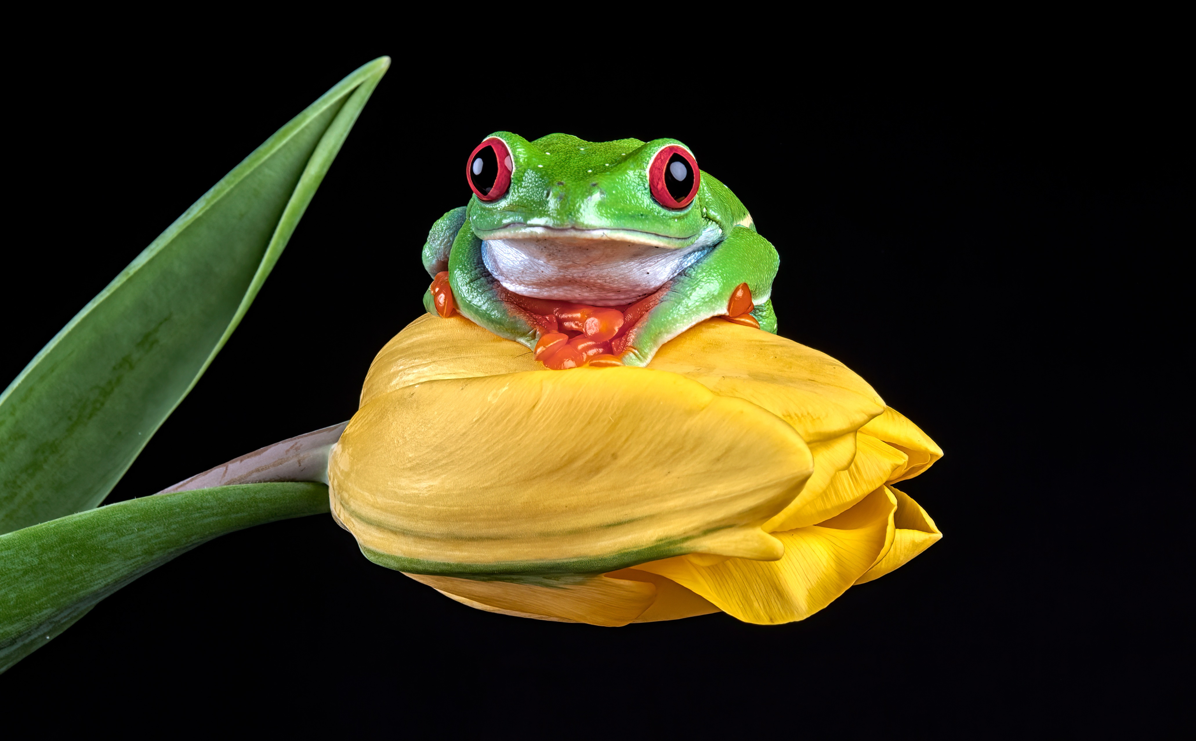 4K Red-eyed Tree Frog on Yellow Tulip HD Wallpaper