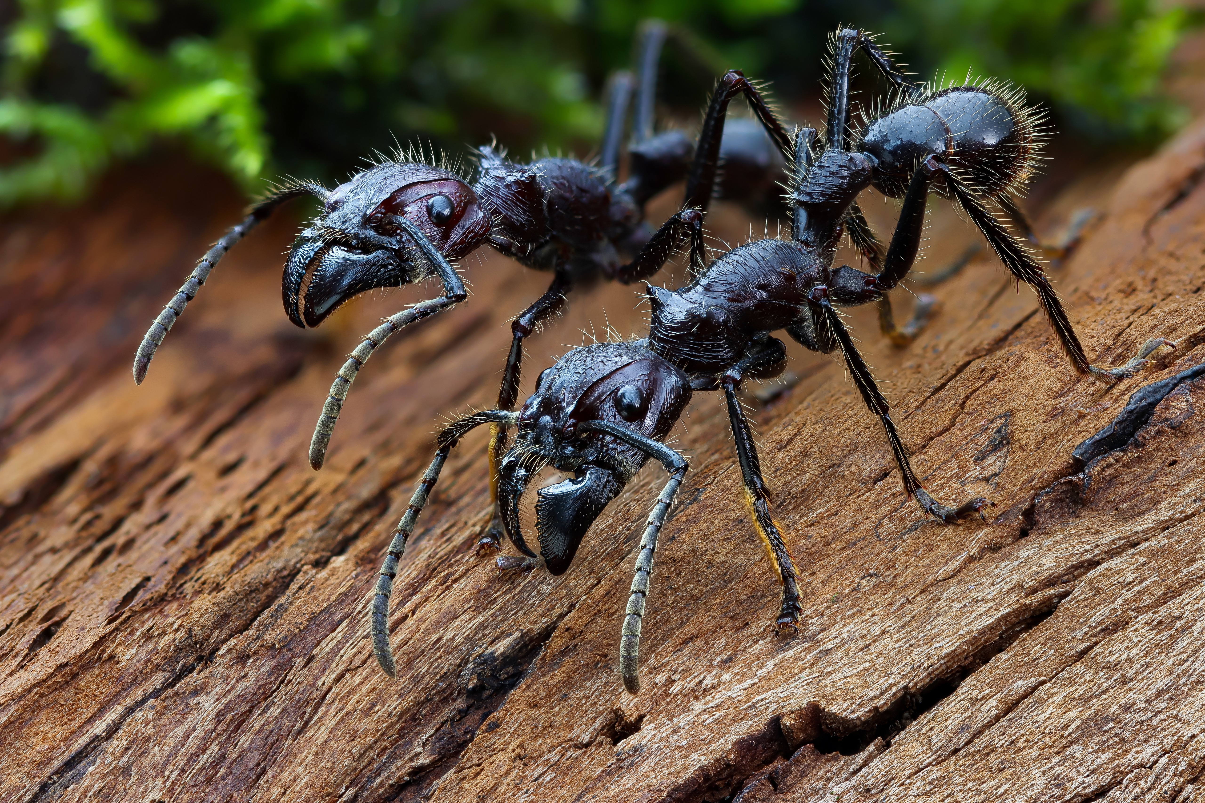 Two bullet ants on wood HD Wallpaper