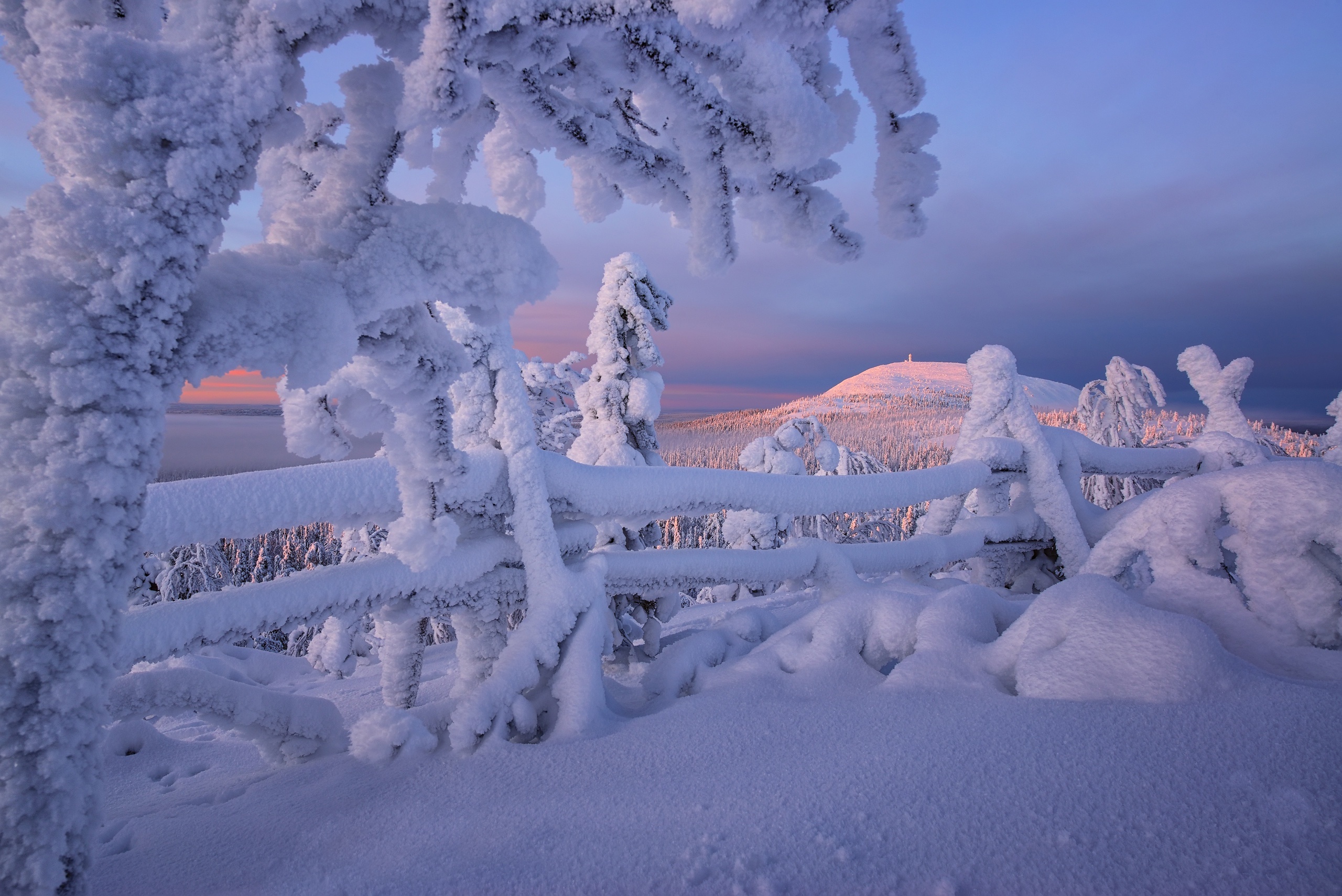 Snow-covered fence and trees in Lapland, Finland HD Wallpaper