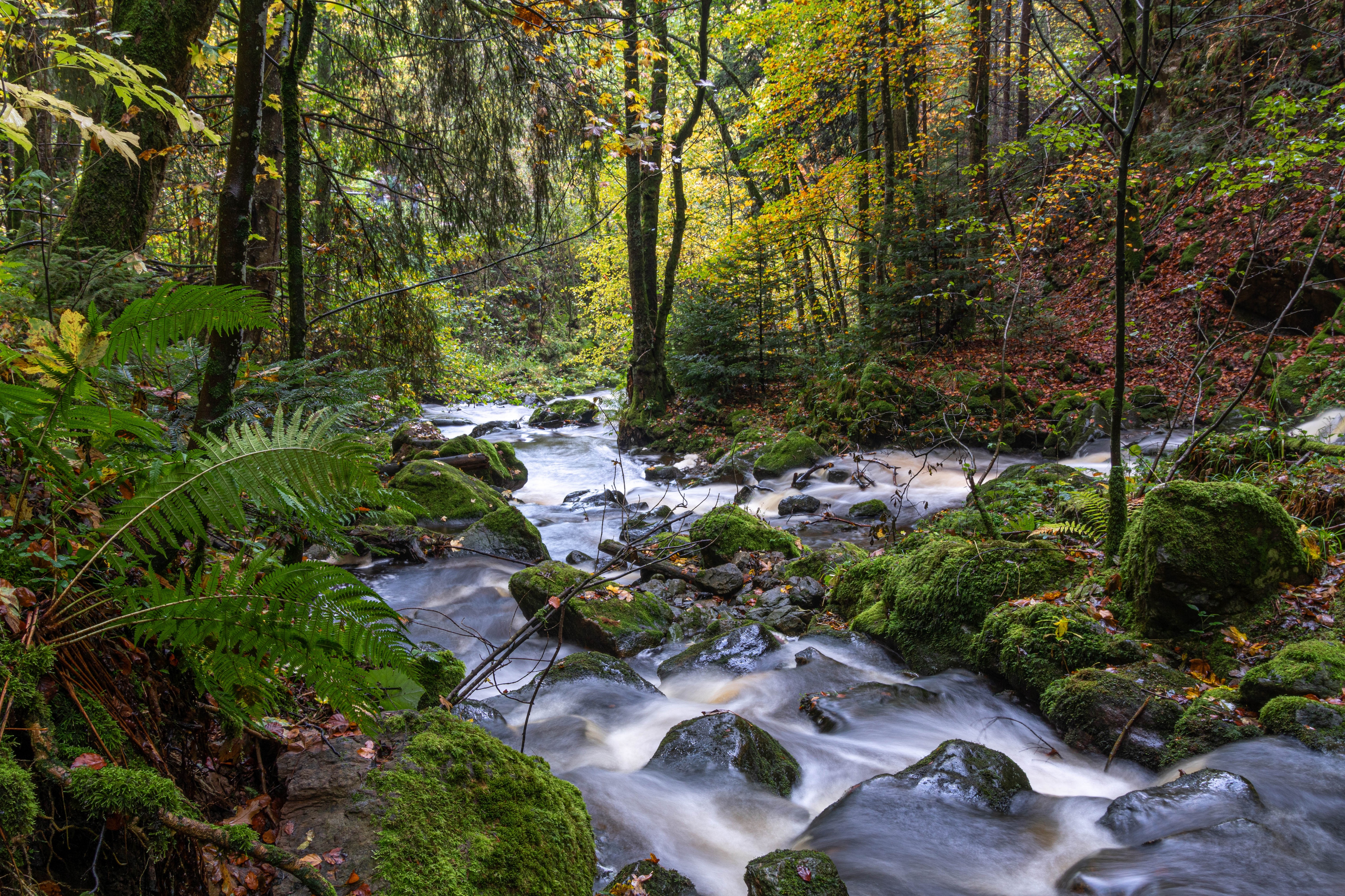 Stream flowing through a mossy forest in Germany HD Wallpaper