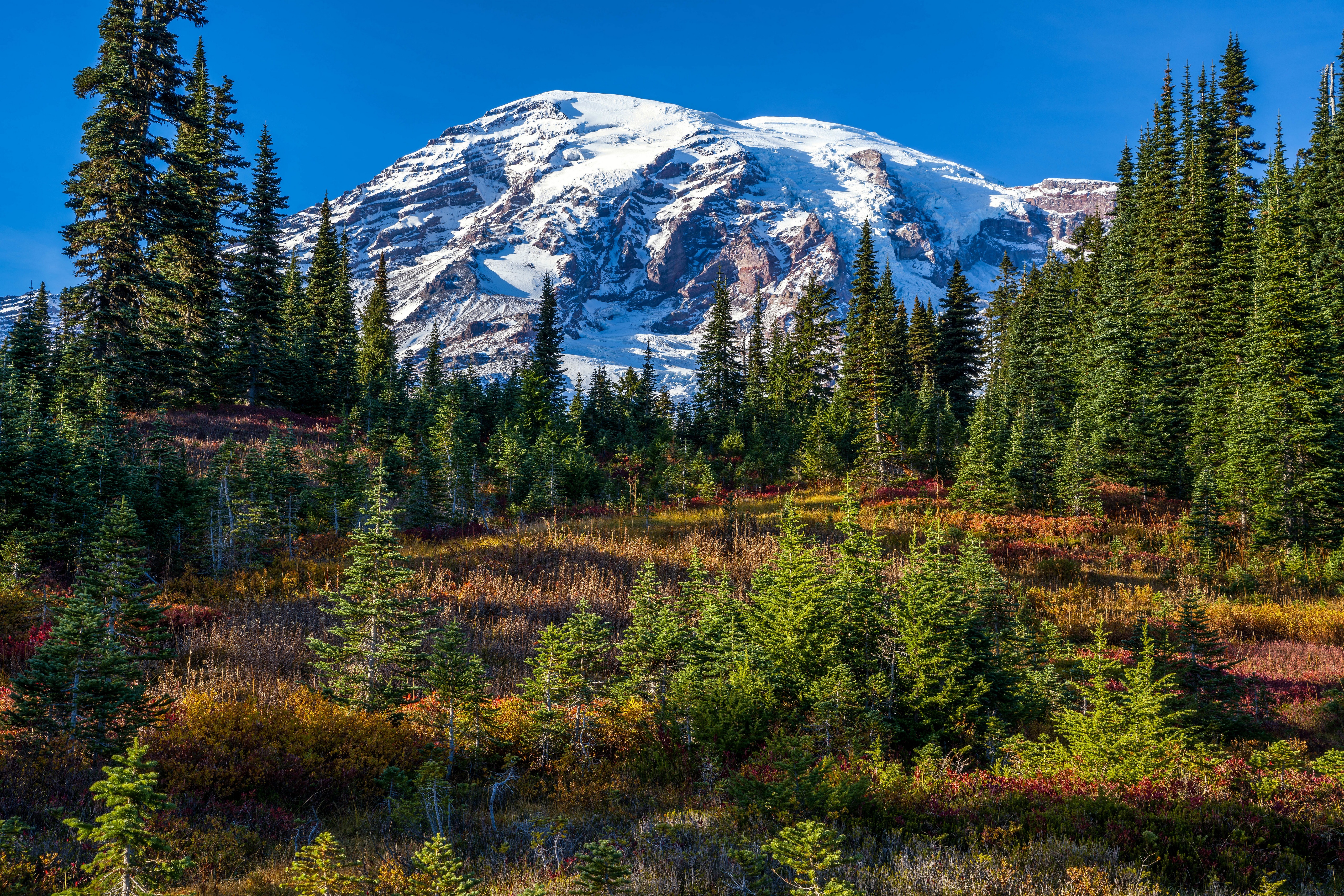 Mount Rainier National Park Scenery with Trees HD Wallpaper