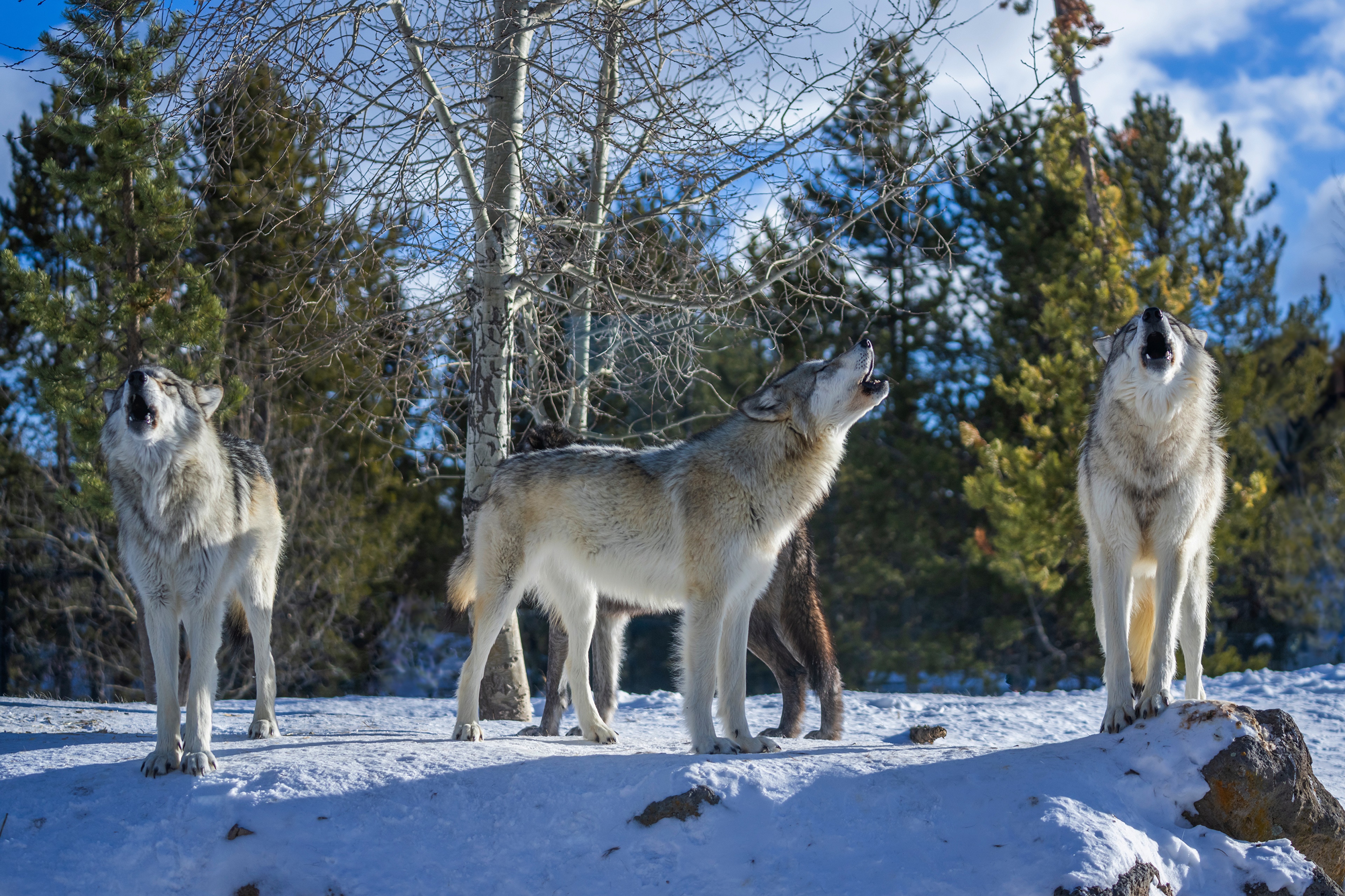 Four Wolves Howling in the Snow HD Wallpaper