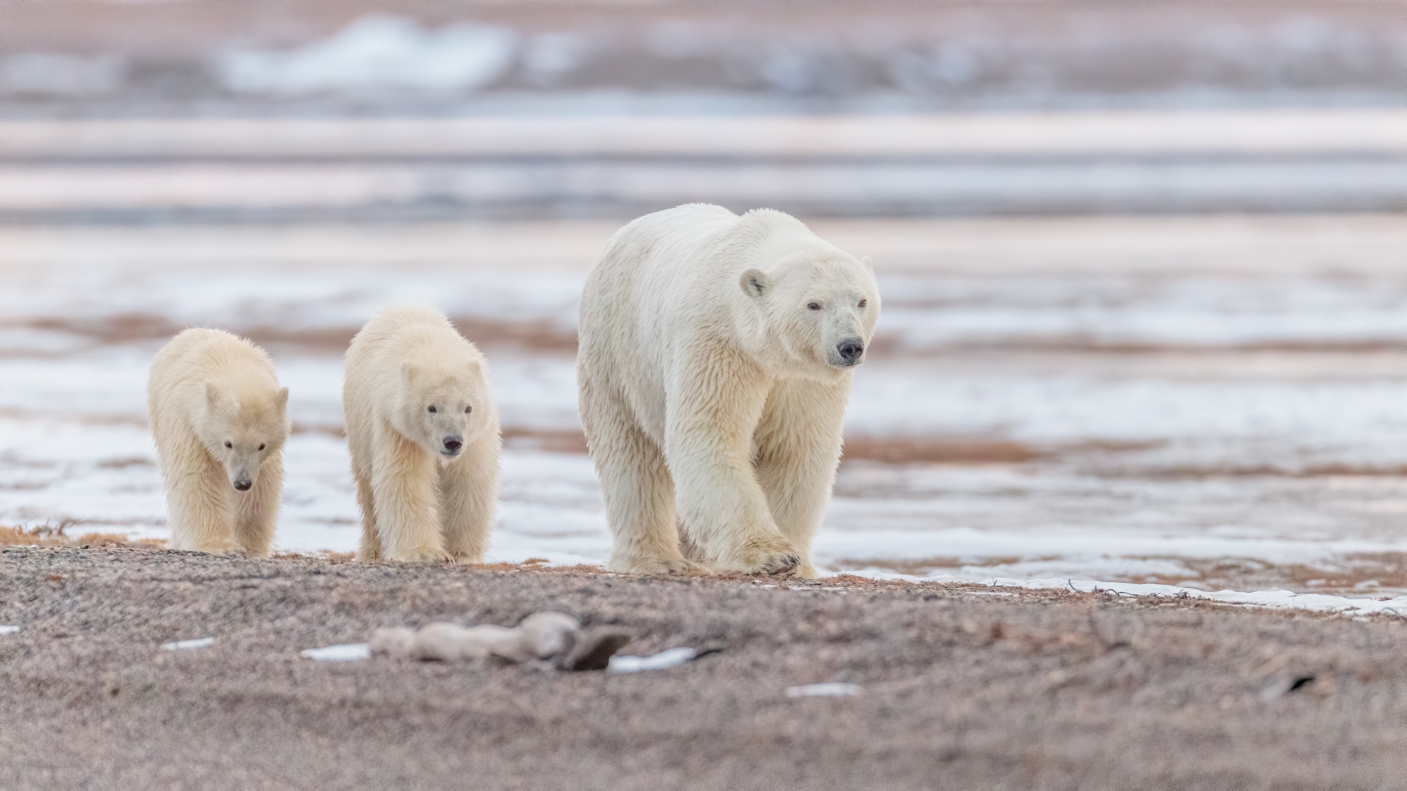 Three polar bears walking on a rocky shore HD Wallpaper