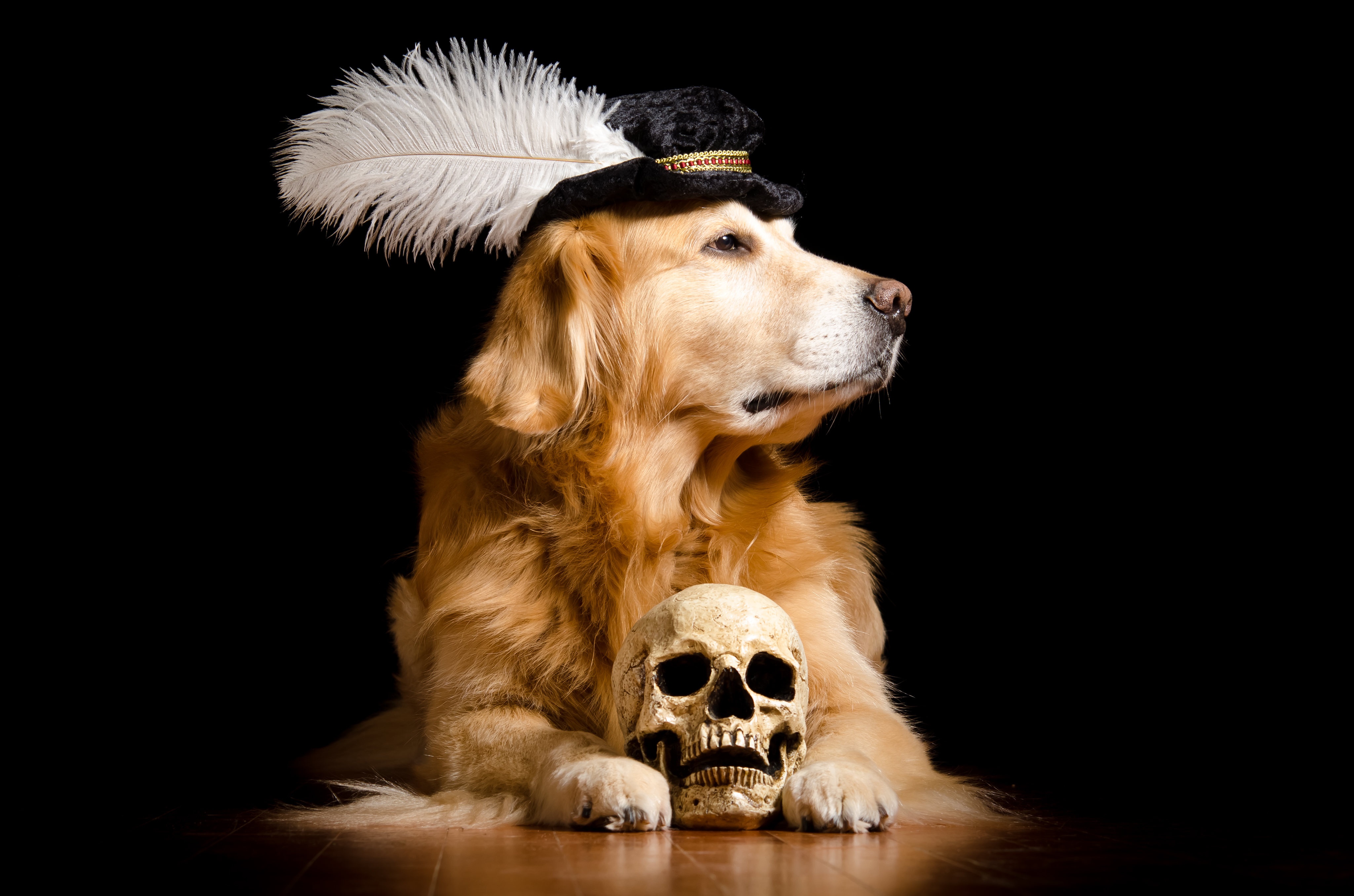 Golden Retriever Dog with Skull and Feathered Hat HD Wallpaper