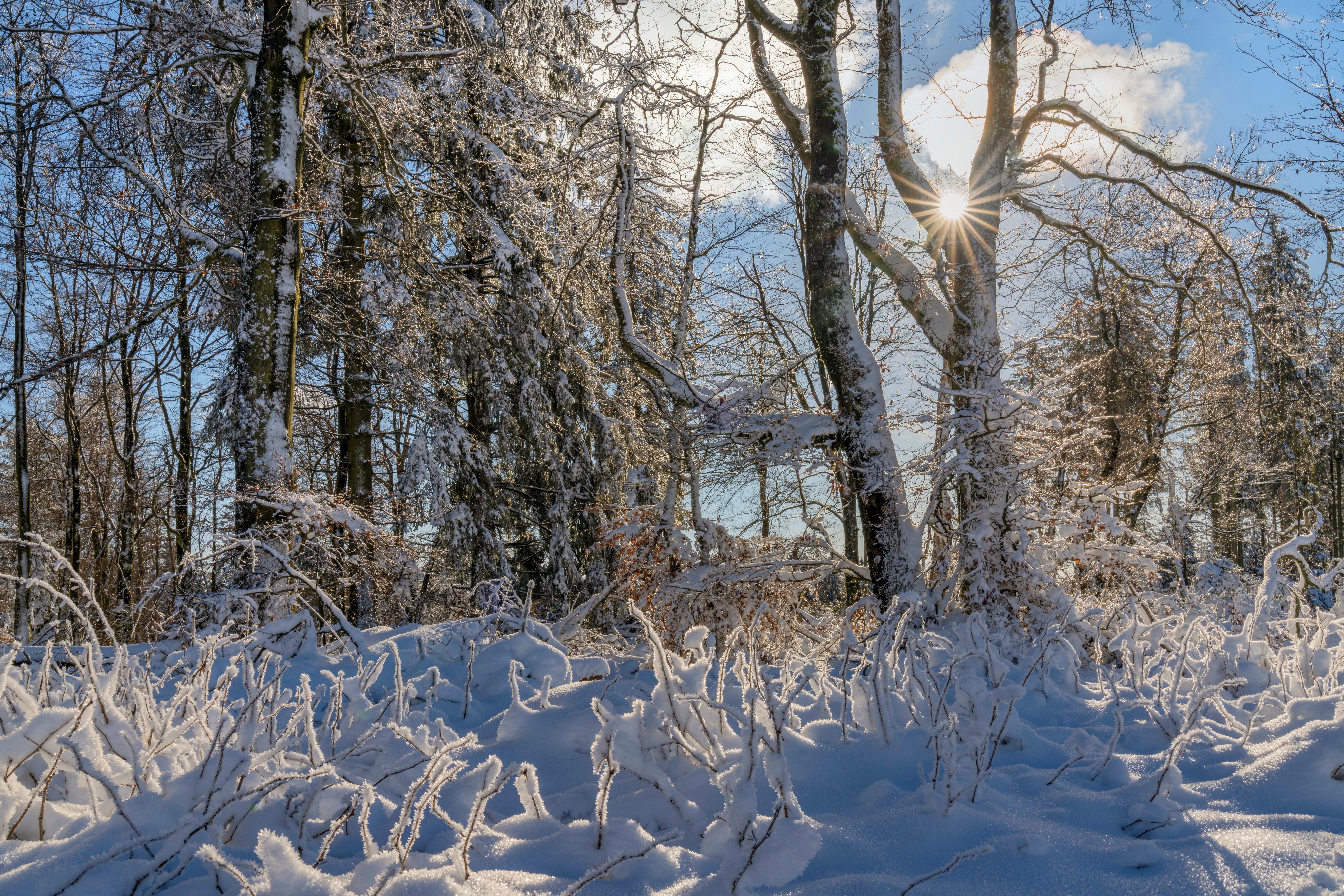 Snowy forest in Rheinland-Pfalz, Germany with sunbeams HD Wallpaper