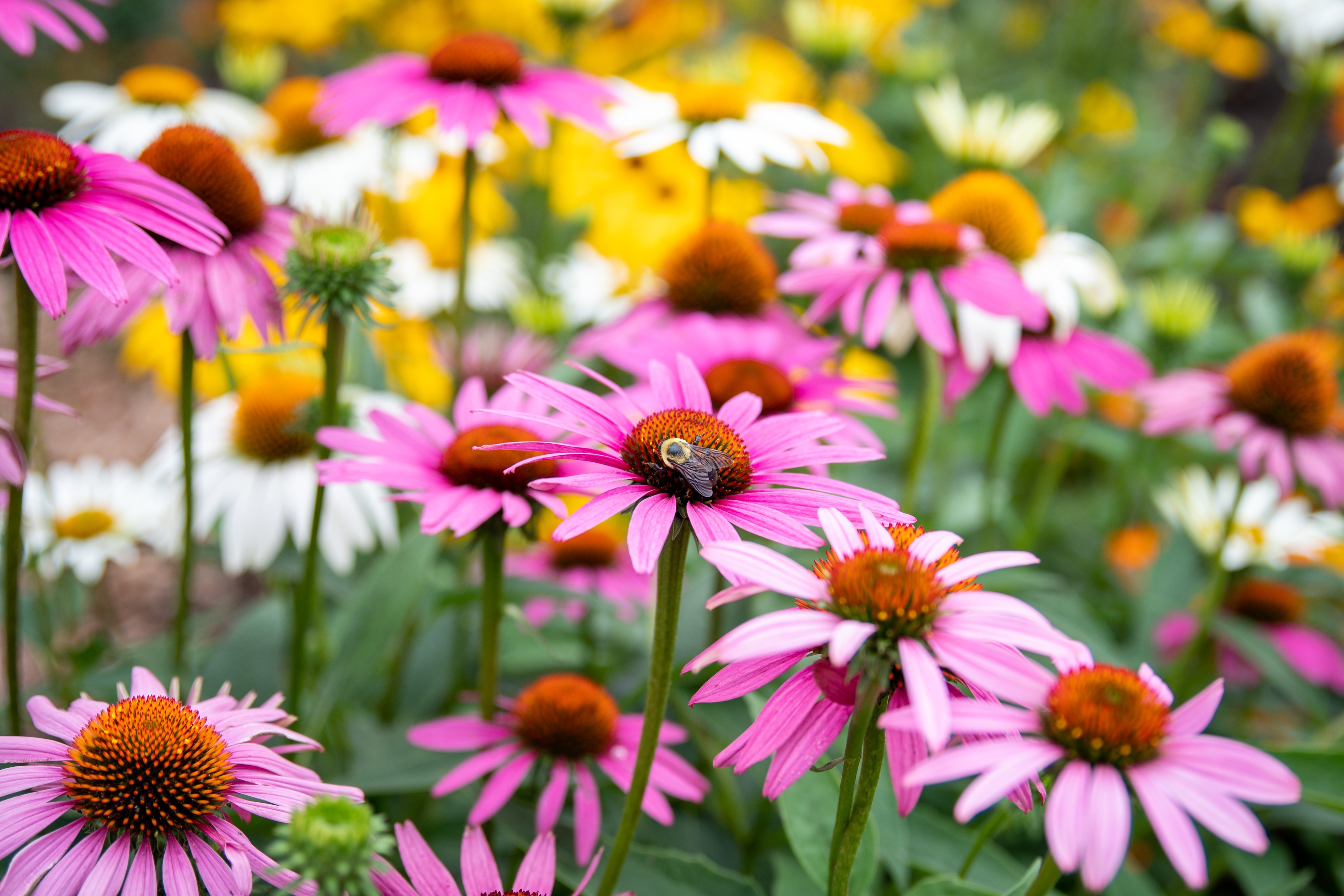 4K Echinacea purpurea with Bee and Bokeh HD Wallpaper