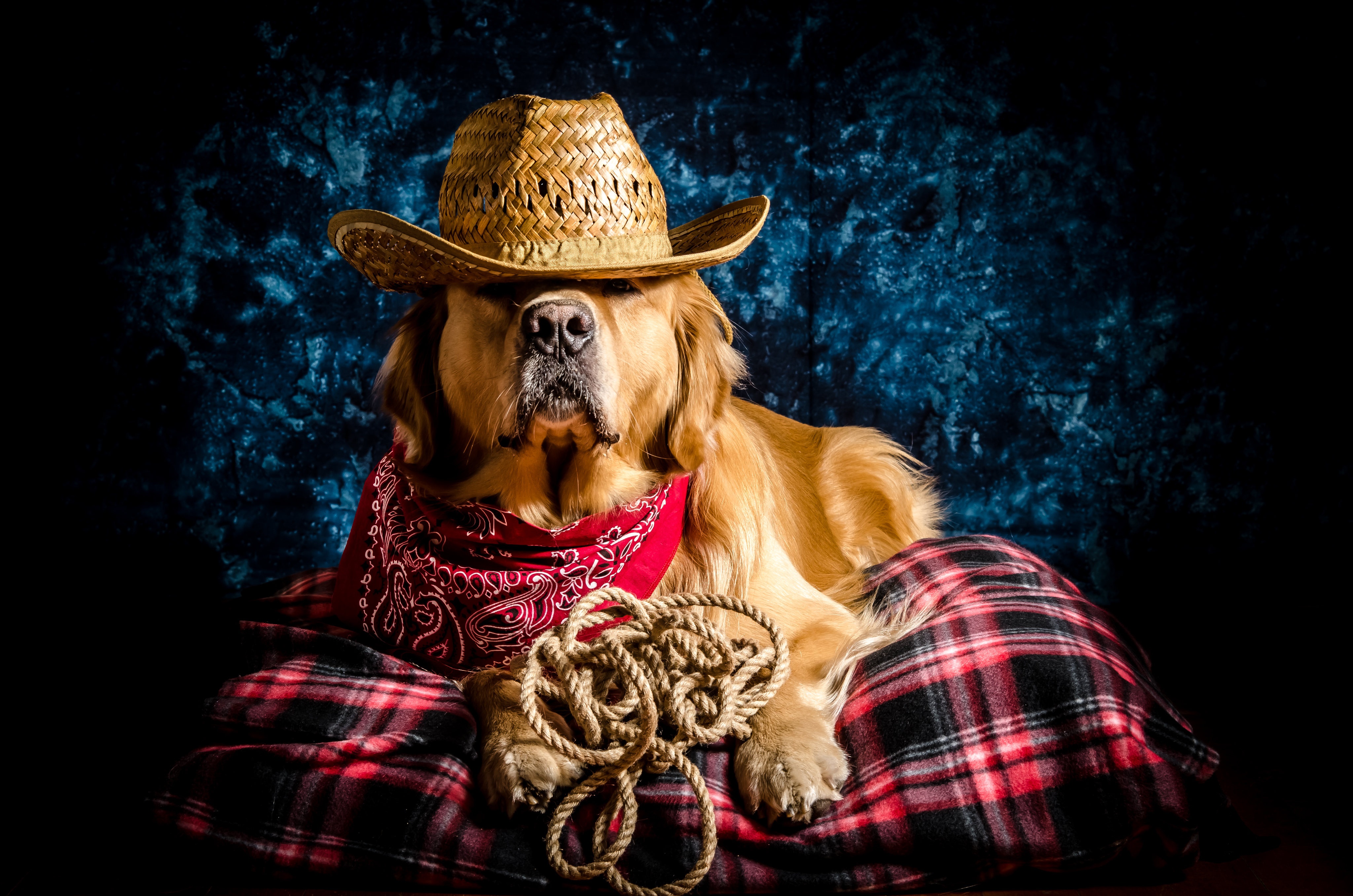 Golden Retriever Dog Wearing Cowboy Hat and Bandana HD Wallpaper