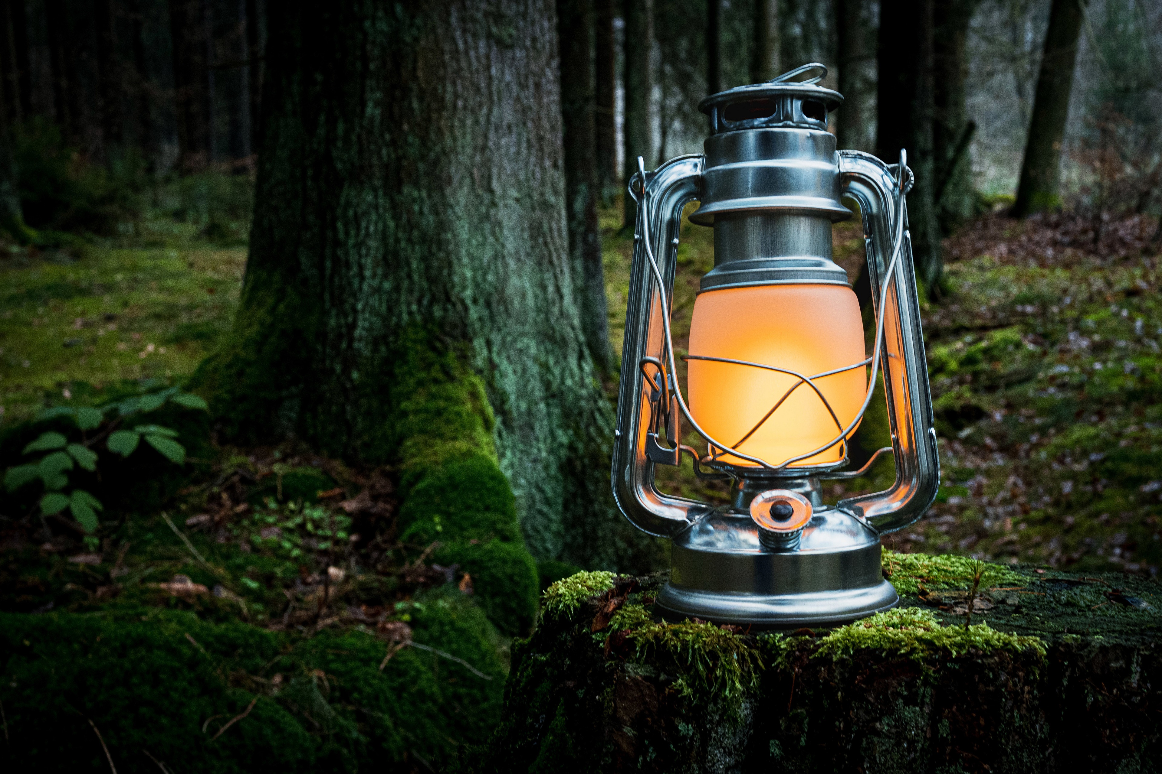 4K Forest with Mossy Tree Stump and Lantern HD Wallpaper