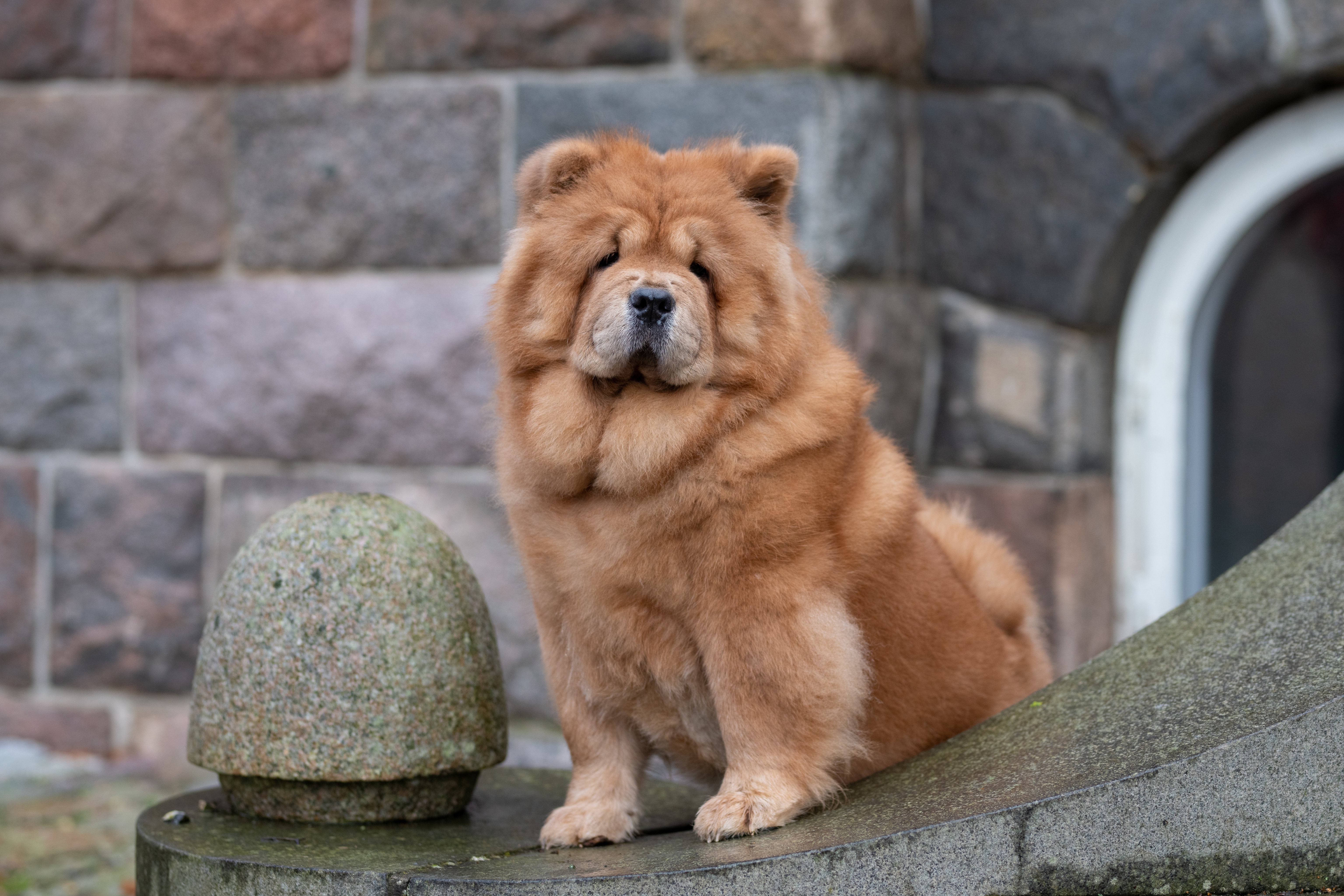 Chow Chow dog sitting on stone ledge HD Wallpaper