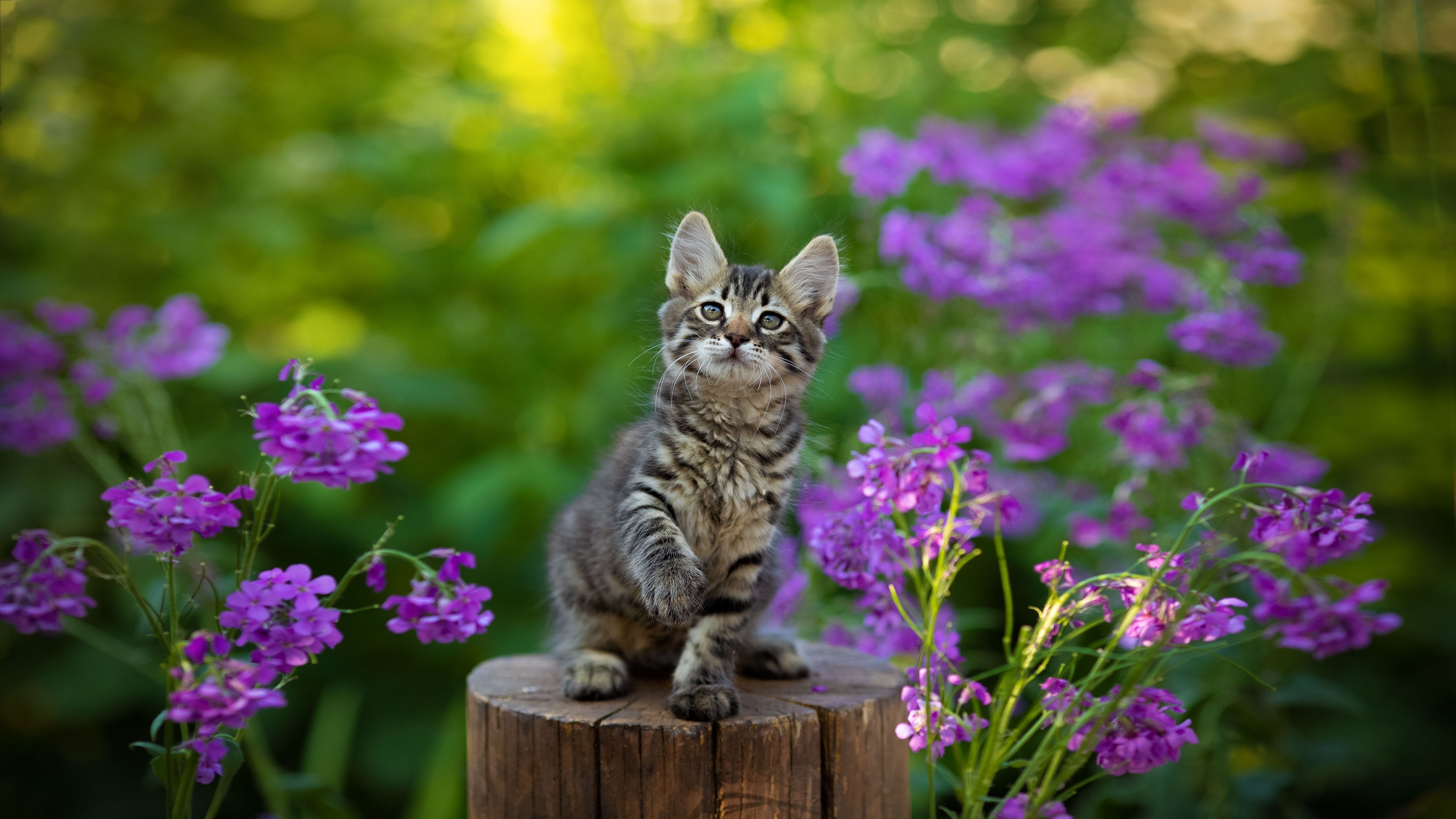 Kitten sitting on a tree stump surrounded by purple flowers HD Wallpaper