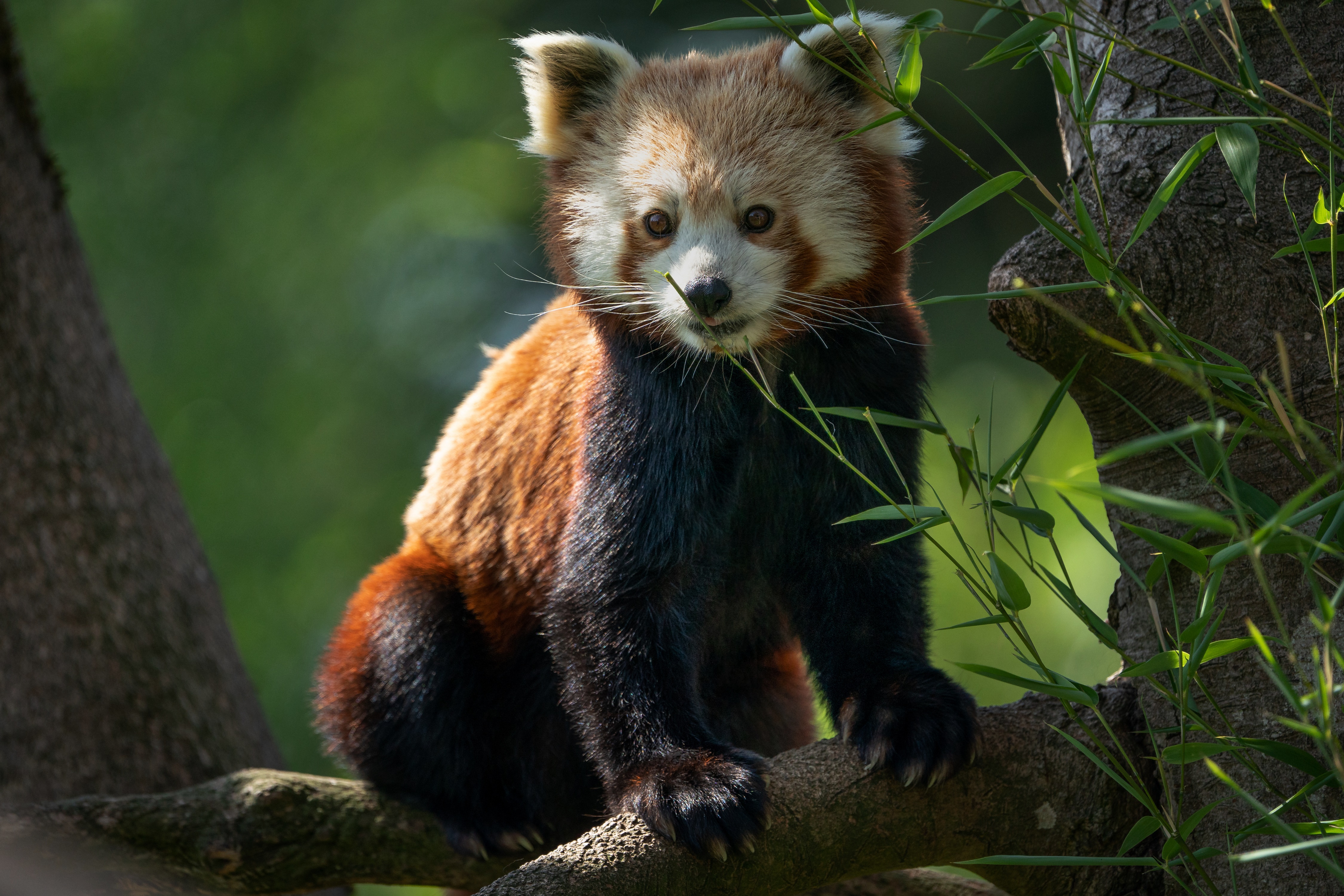 Red panda sitting on a tree branch HD Wallpaper