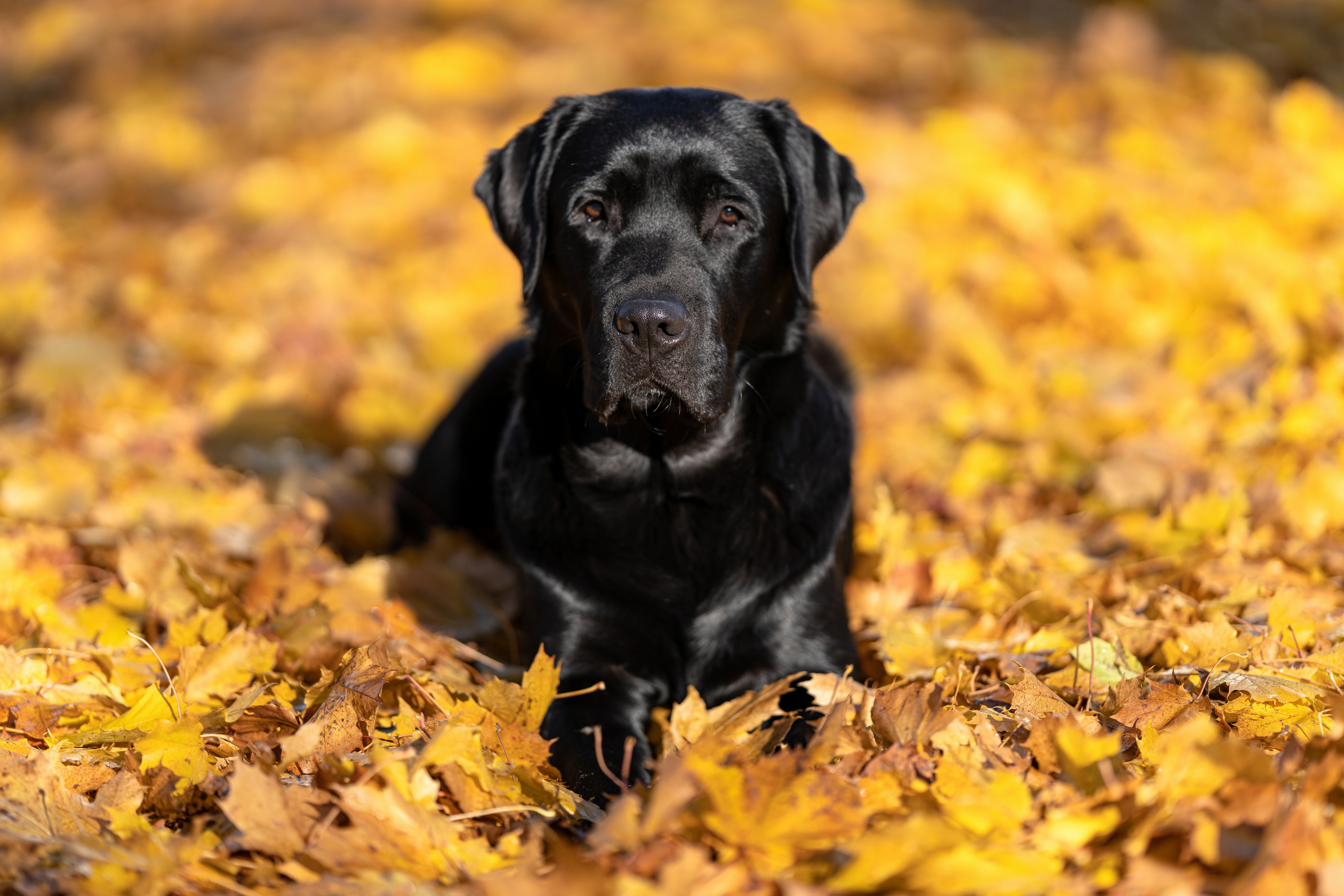 Black Labrador Retriever lying in autumn foliage HD Wallpaper