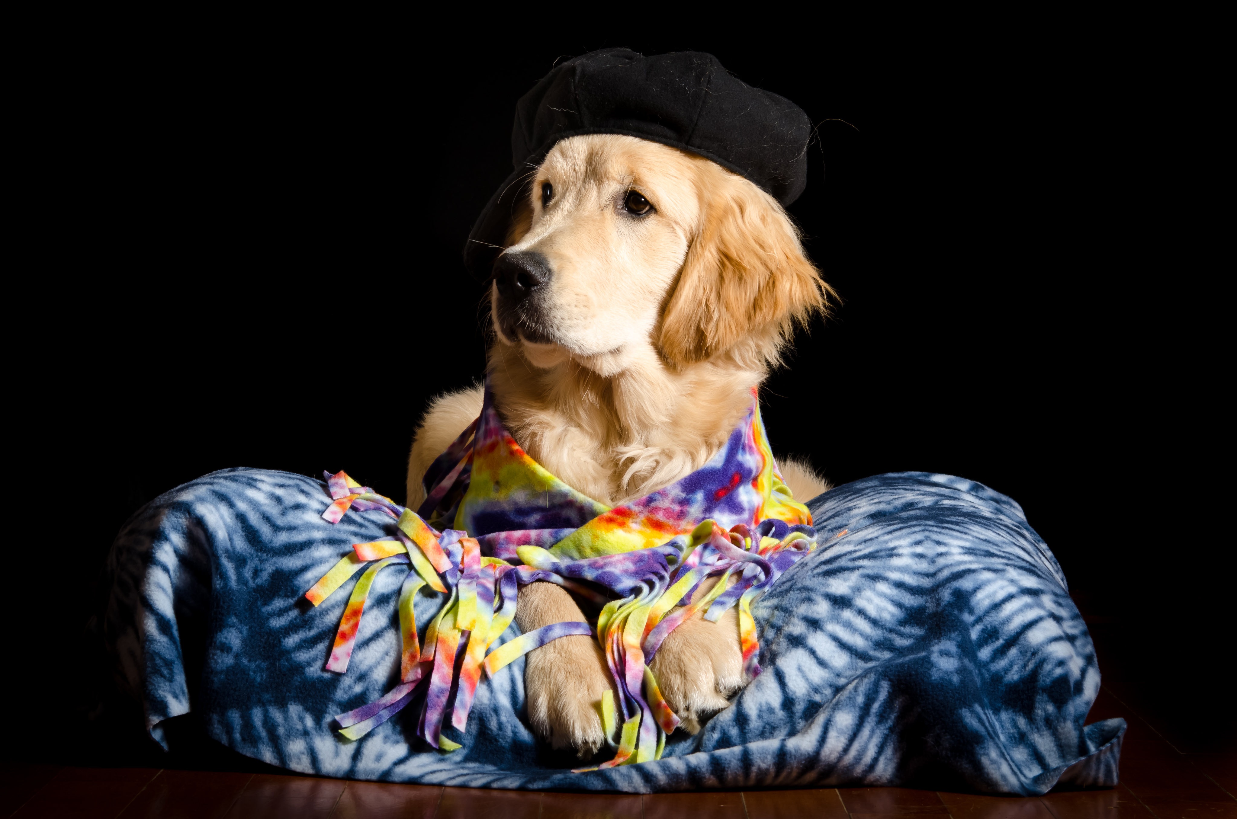 Golden Retriever Dog Wearing Baseball Cap and Tie-Dye HD Wallpaper