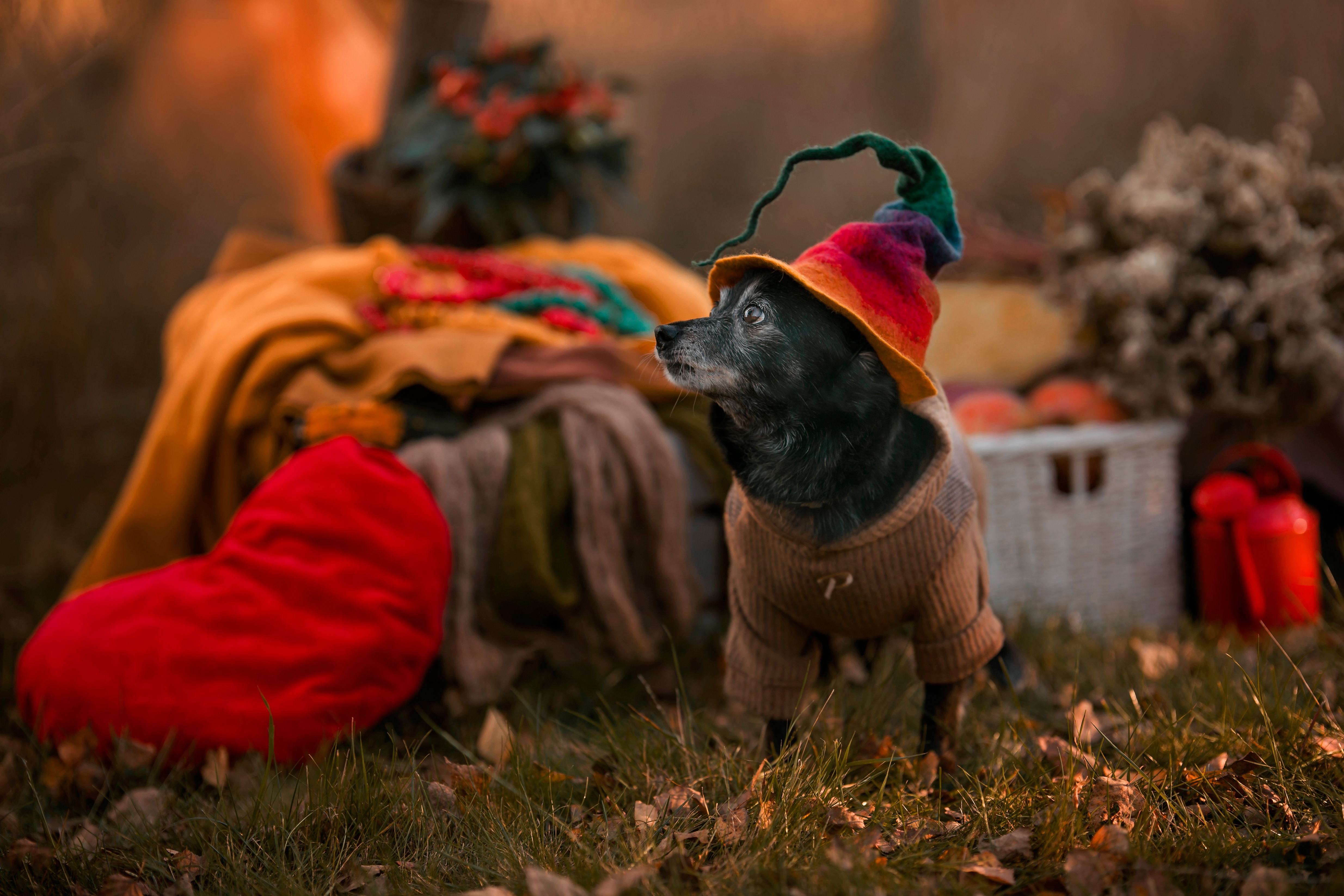 Dog wearing a colorful hat and sweater HD Wallpaper
