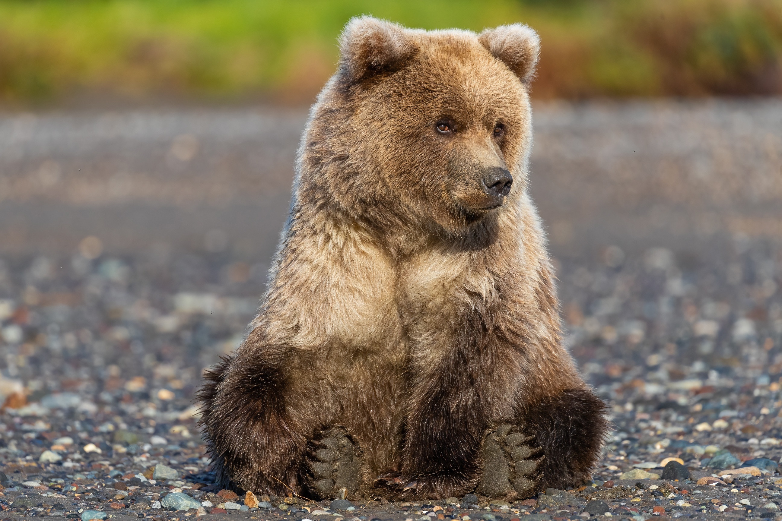 Brown bear cub sitting on a rocky shore HD Wallpaper