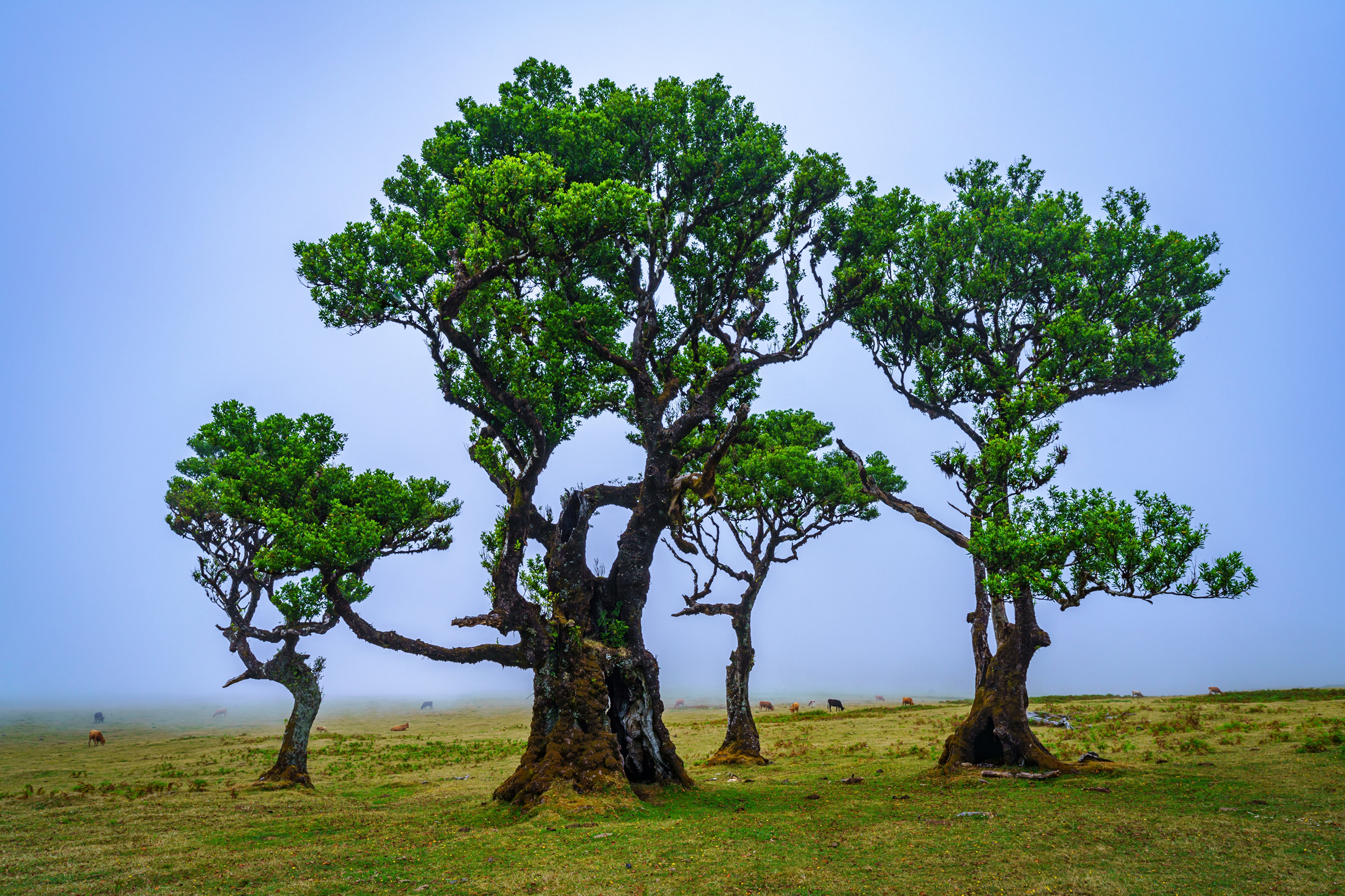 4K Madeira Portugal Trees in Fog HD Wallpaper