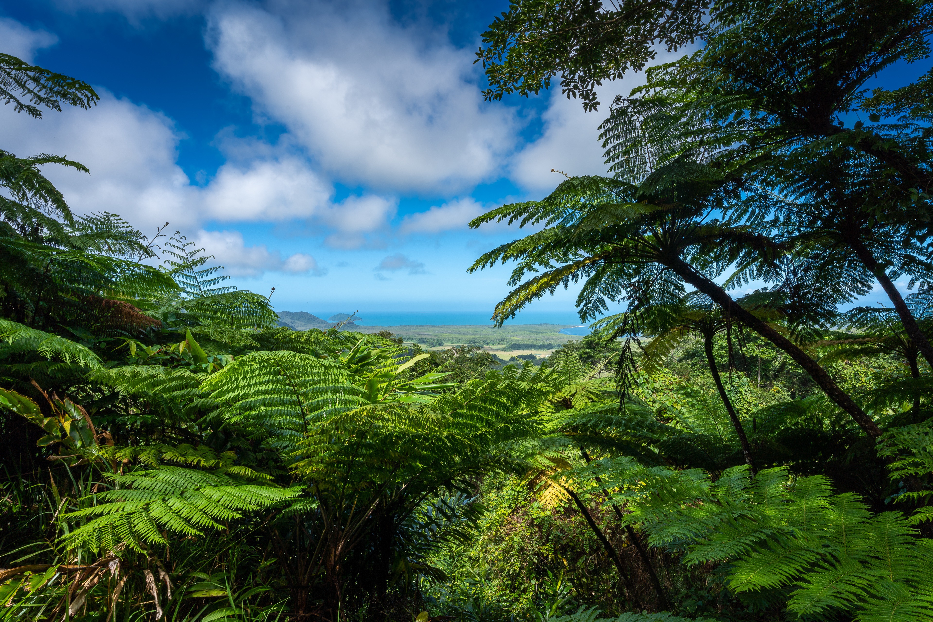 Daintree Rainforest, Australia with Ferns and Ocean View HD Wallpaper