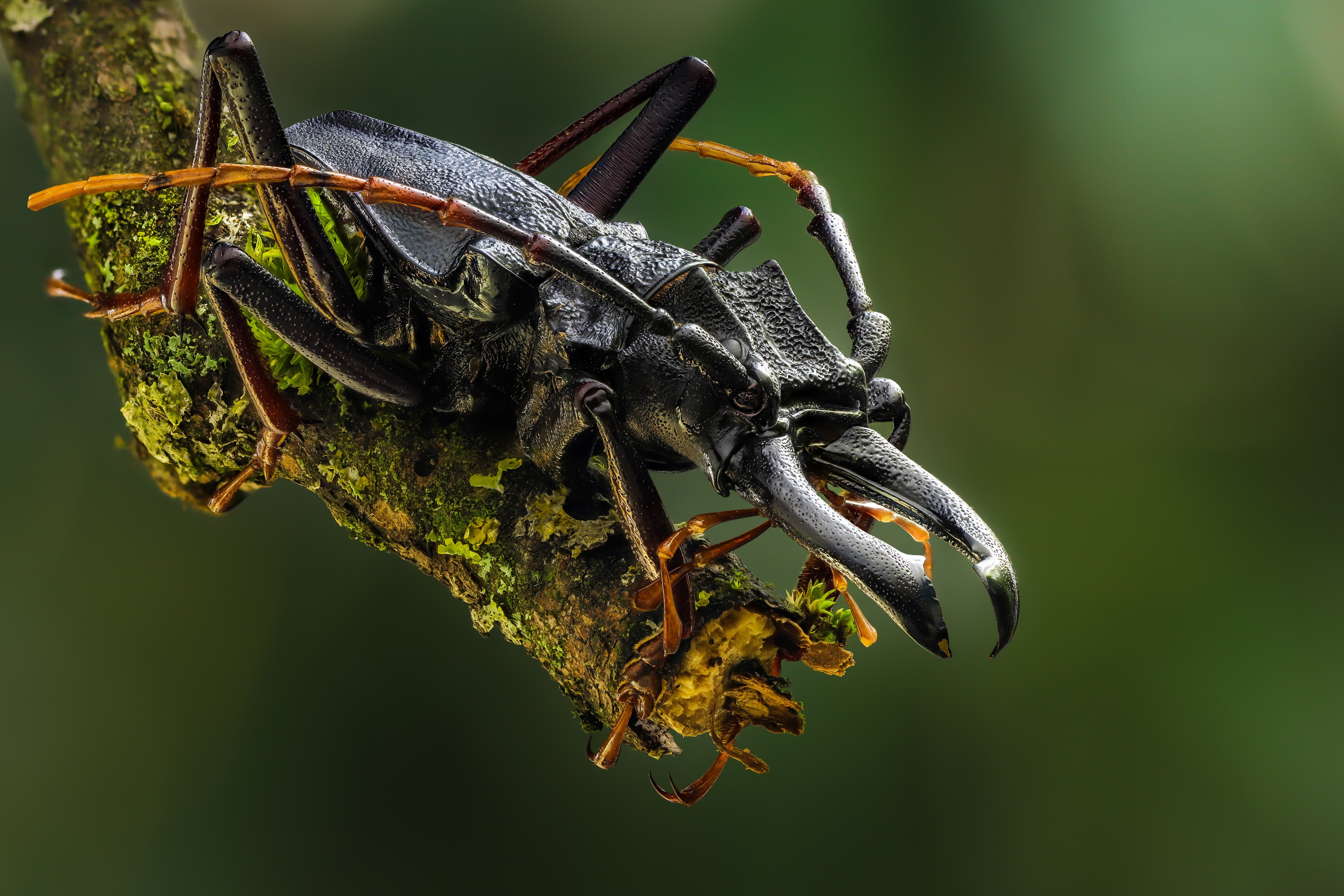 Prionacalus cacicus beetle on a mossy branch HD Wallpaper