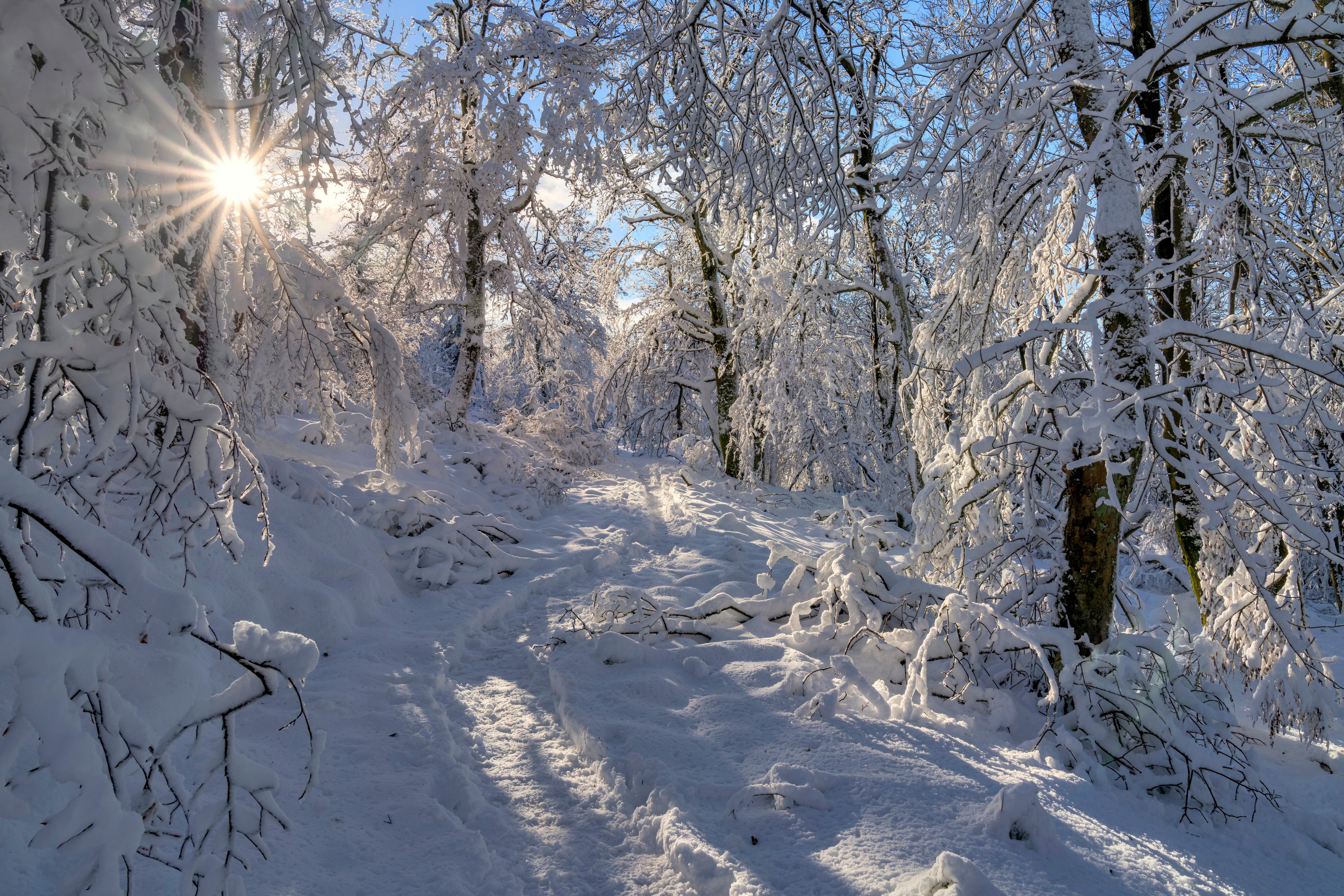 Sun shining through snow-covered trees on a winter trail HD Wallpaper