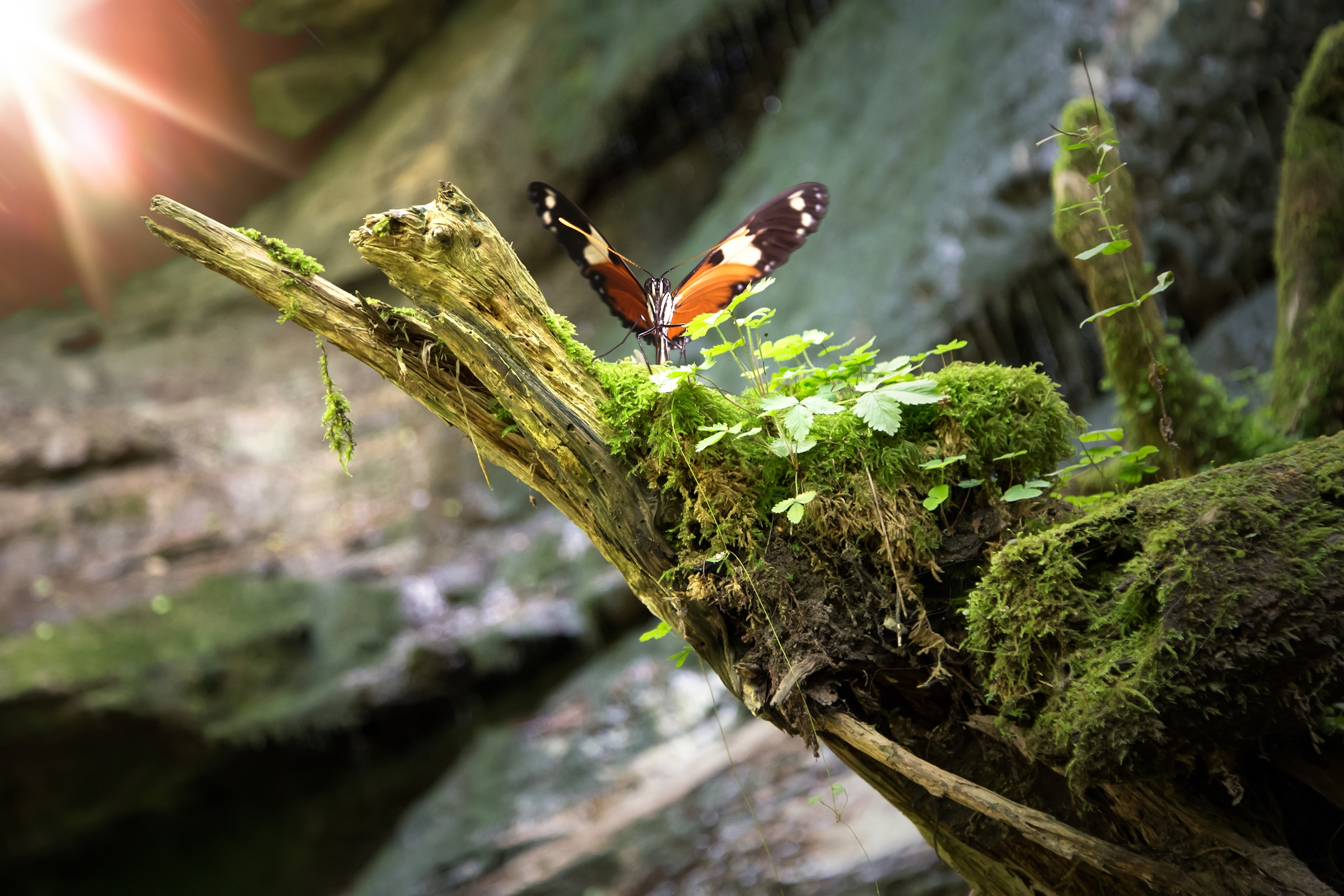 Butterfly on mossy log with sun flare HD Wallpaper