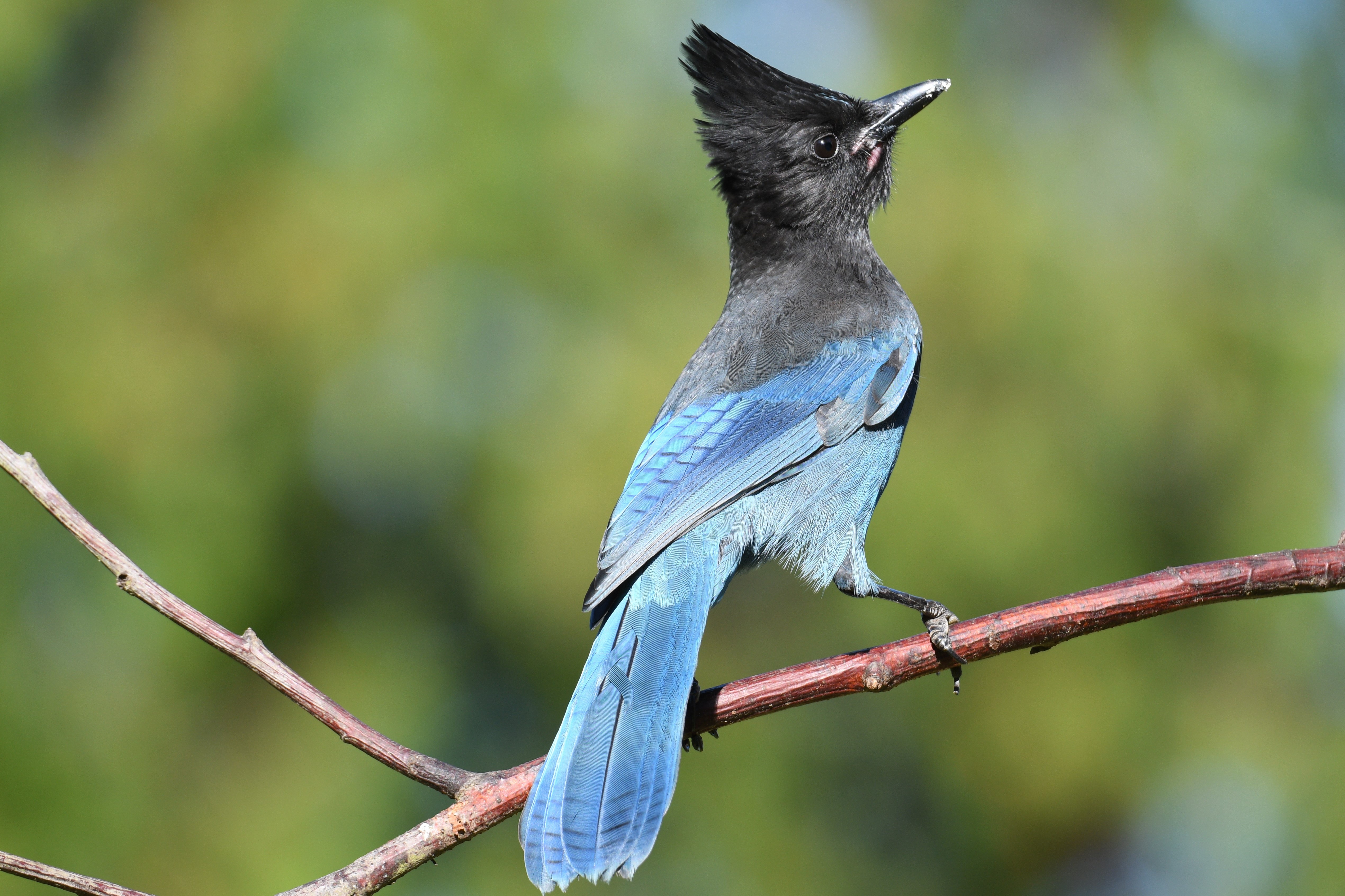 Steller's jay on a branch HD Wallpaper
