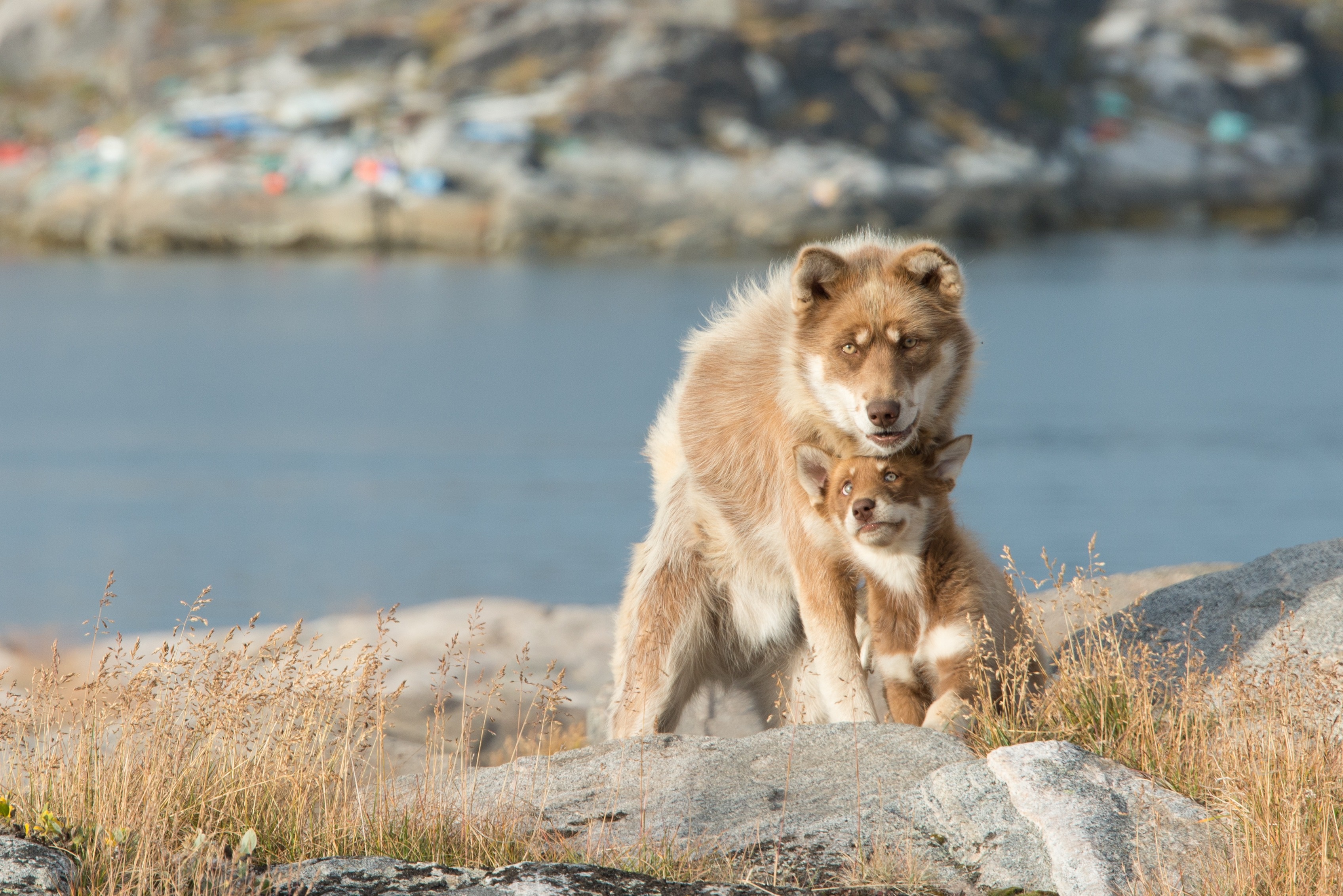 Two husky dogs on rocks by the water HD Wallpaper