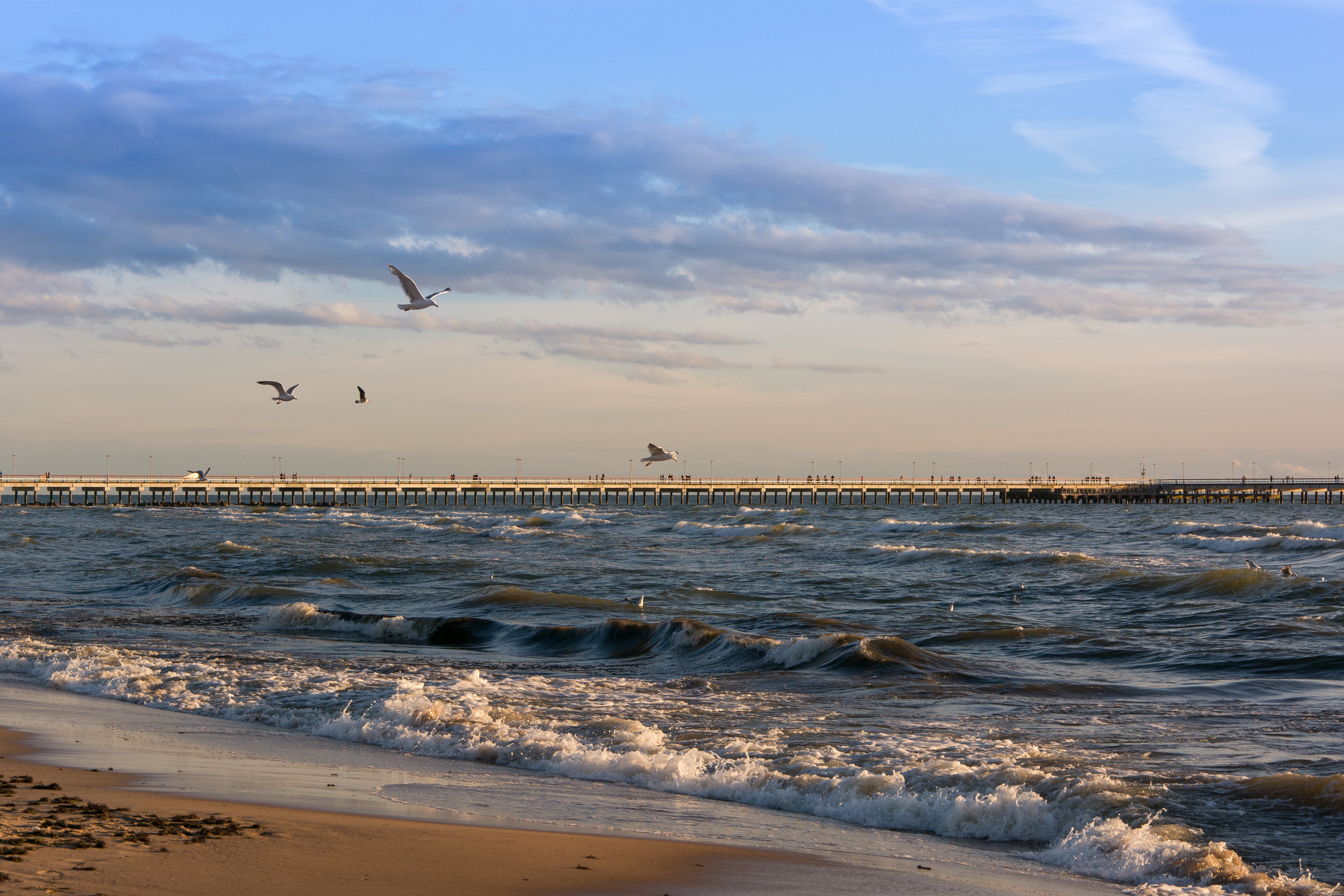 Seagulls flying over a pier in Palanga, Lithuania HD Wallpaper