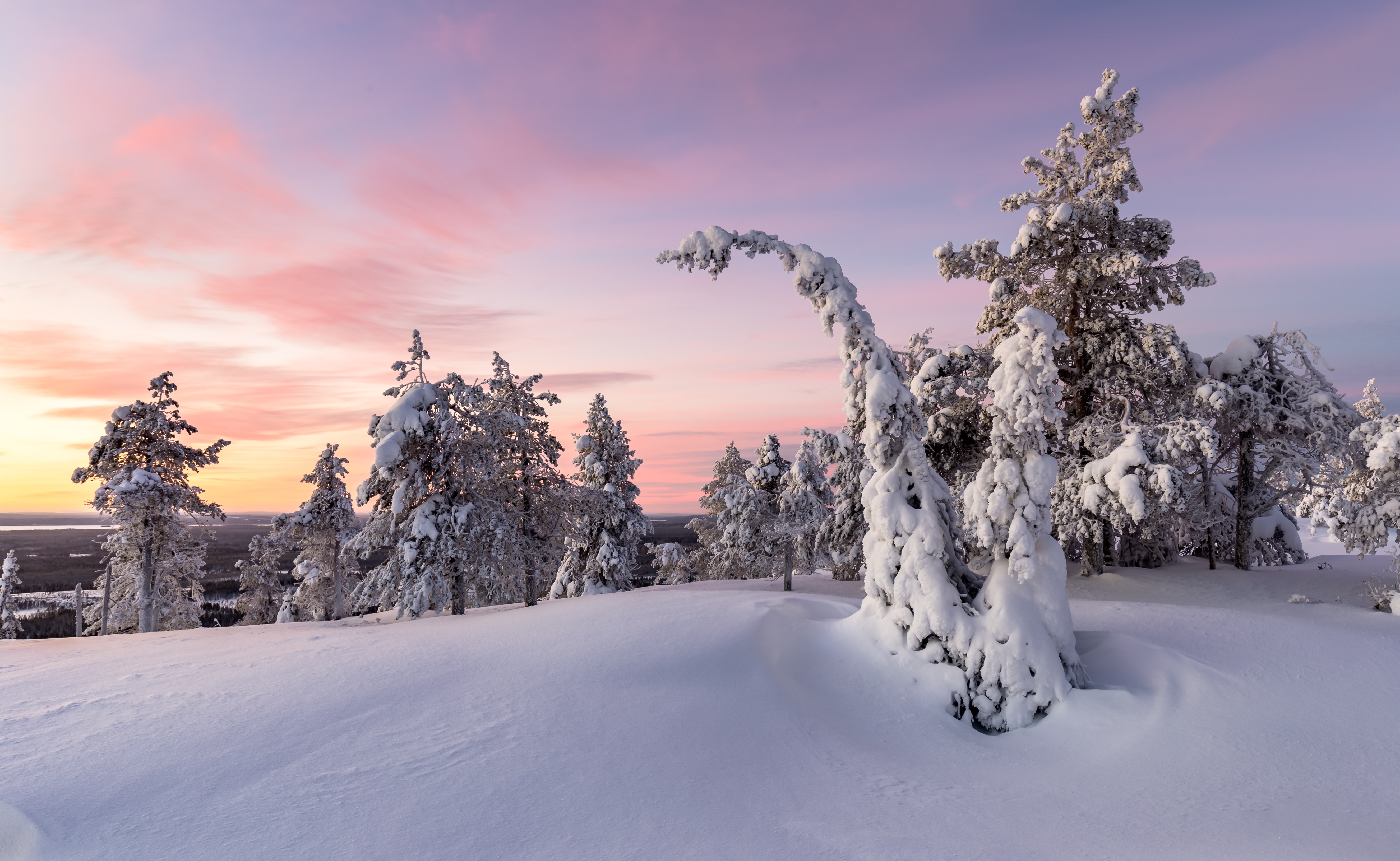 Snowy trees at sunrise in winter HD Wallpaper