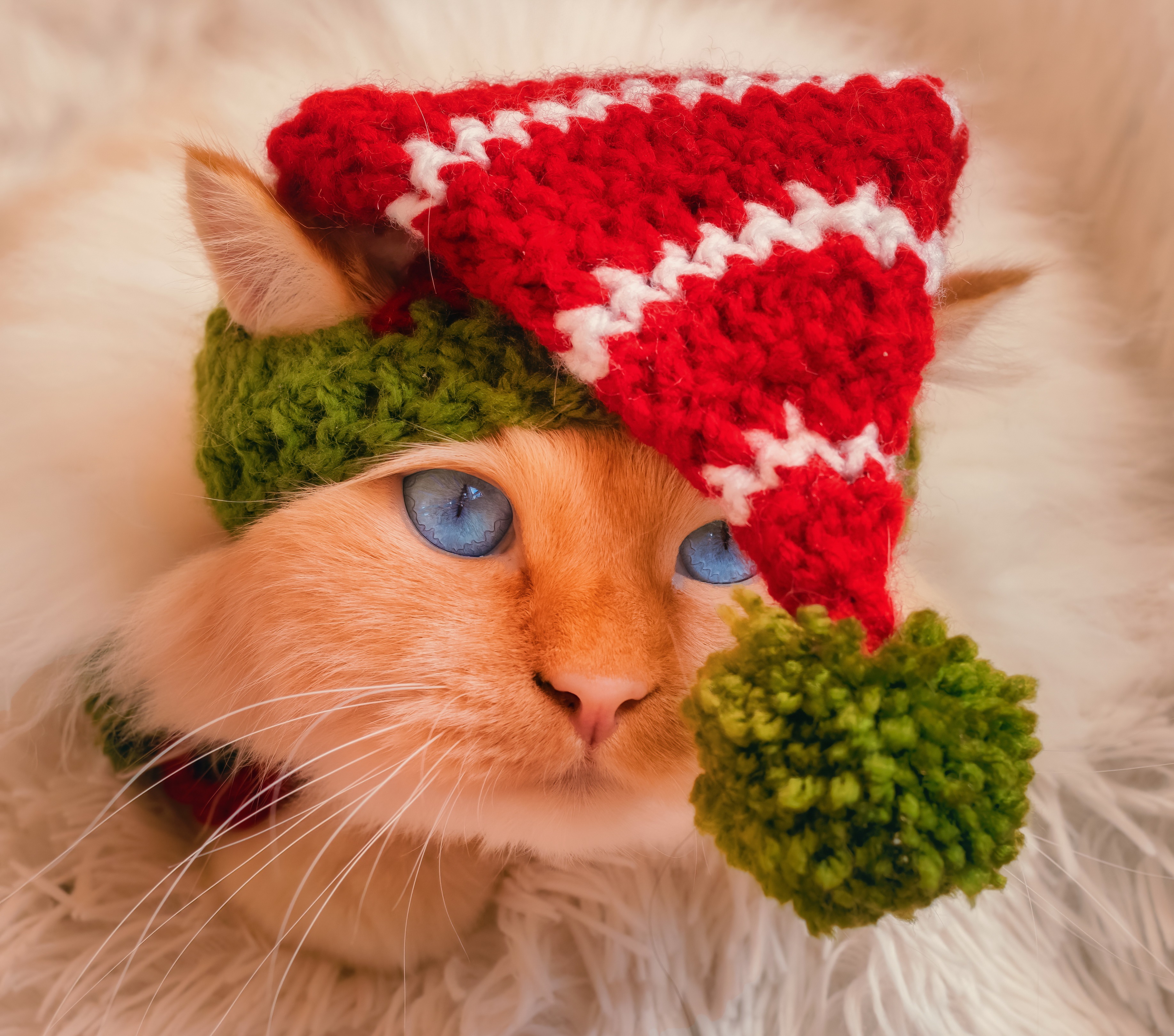 Ginger cat wearing a Christmas hat HD Wallpaper