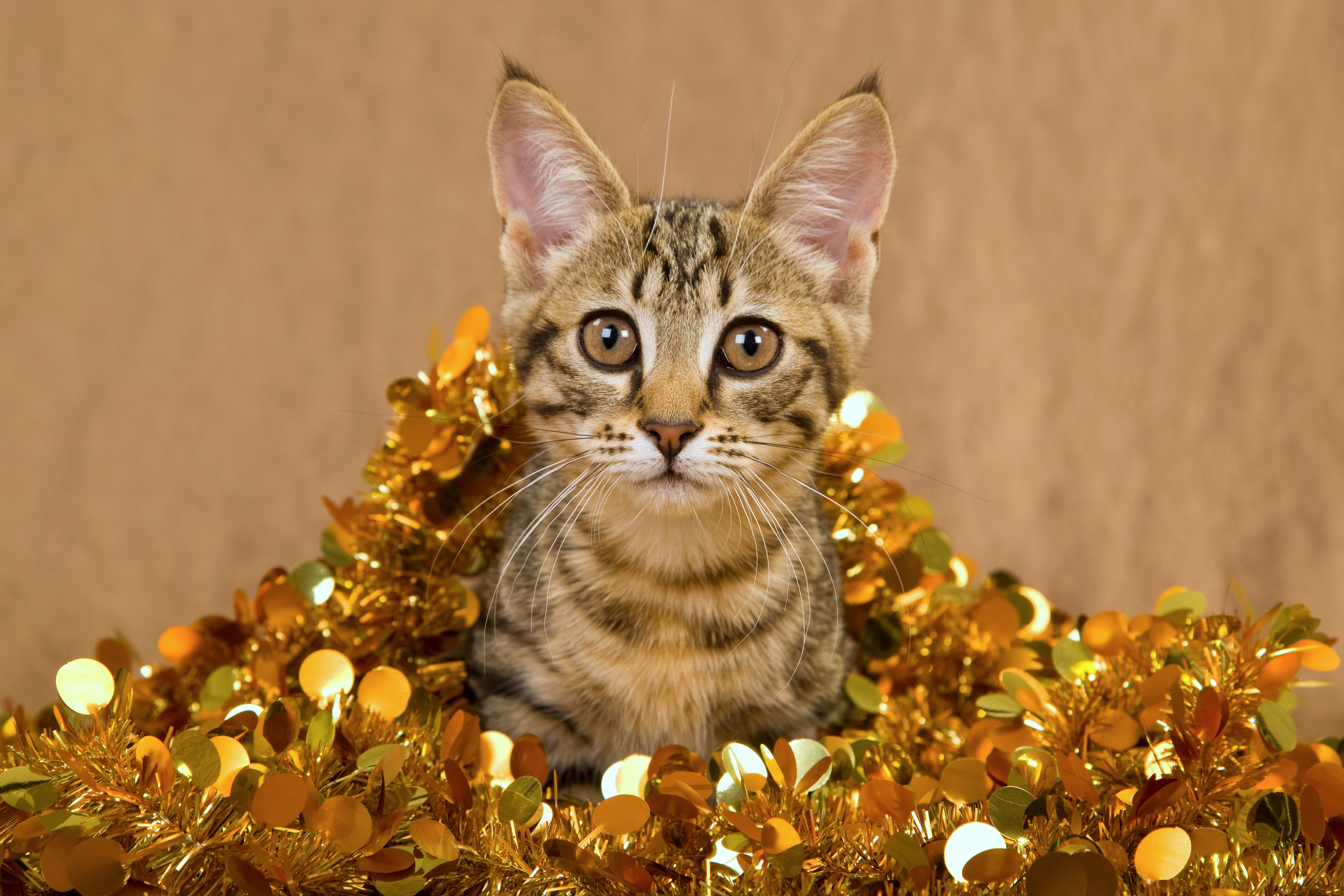 Kitten surrounded by golden tinsel HD Wallpaper