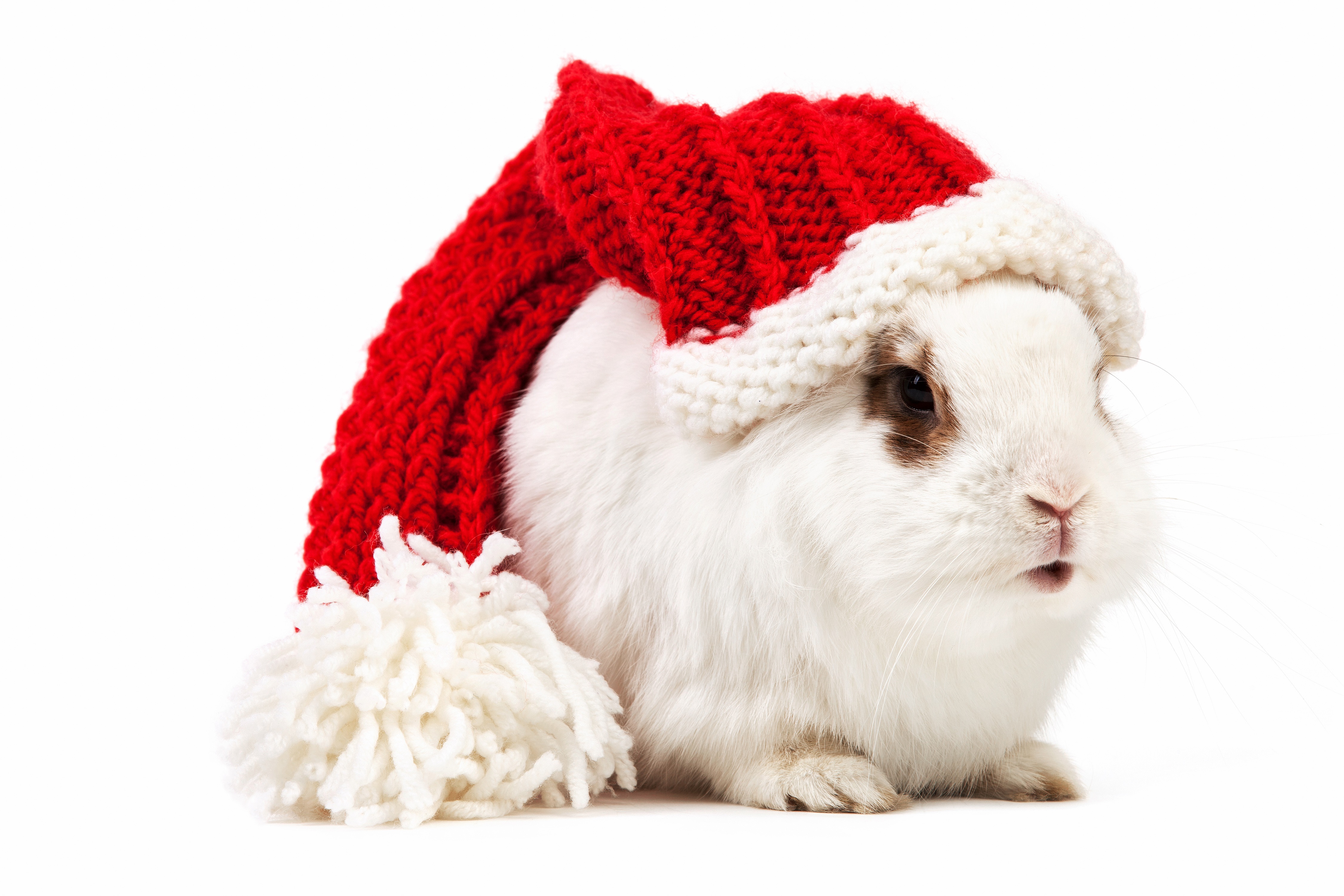 Rabbit wearing a Christmas hat HD Wallpaper