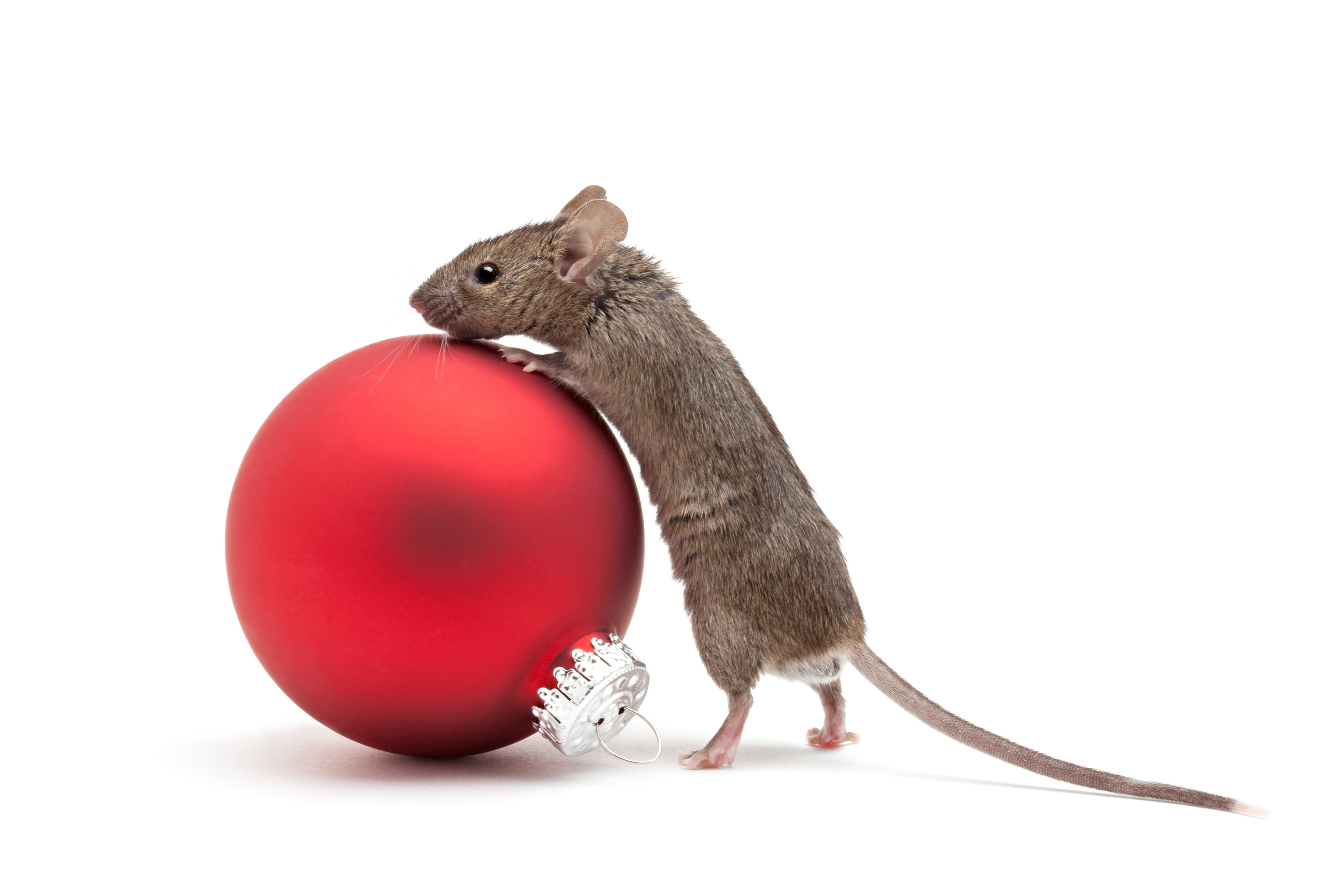 Mouse on a red Christmas ornament HD Wallpaper